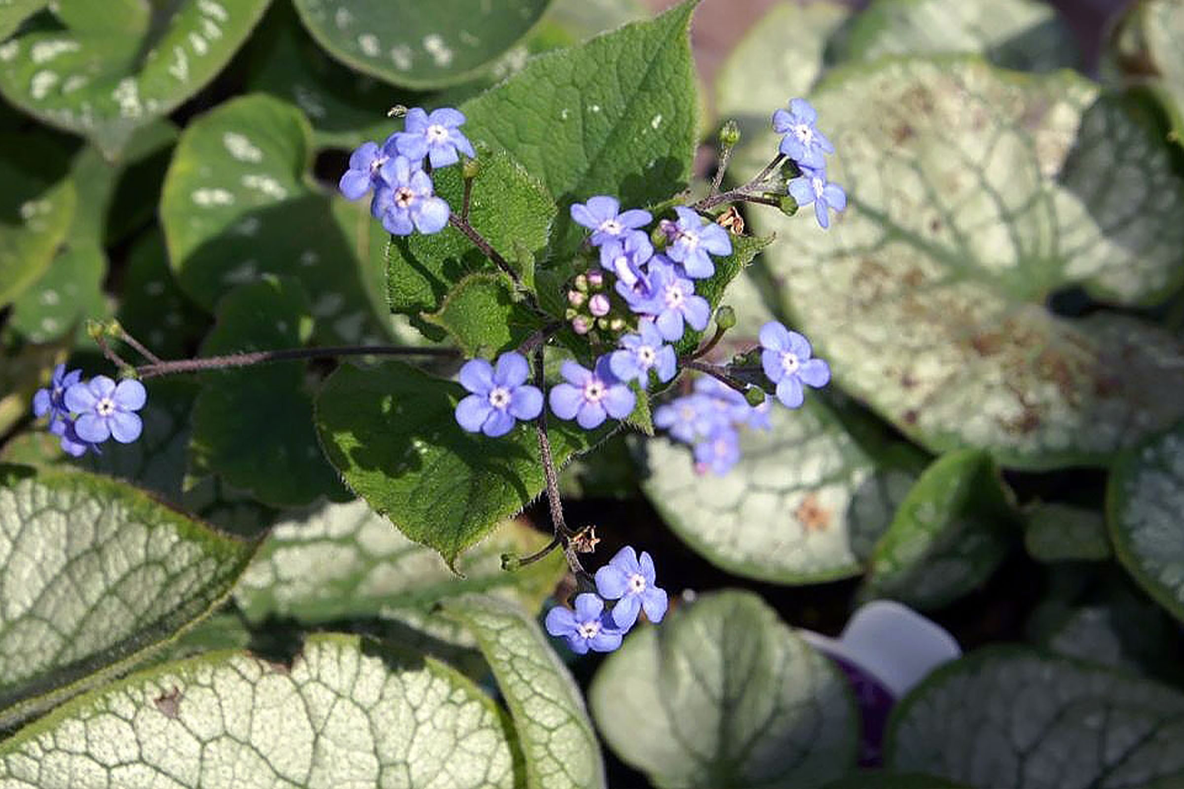 photo of brunnera