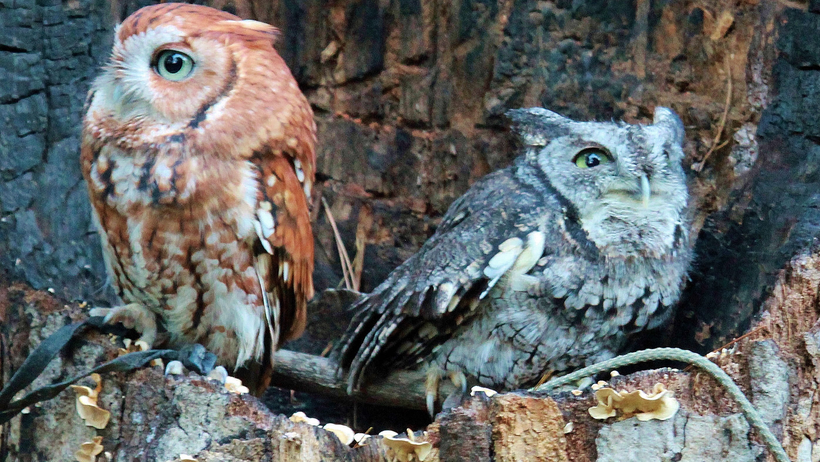 Biopgh Blog Eastern Screech Owl Phipps Conservatory And Botanical Gardens Pittsburgh Pa