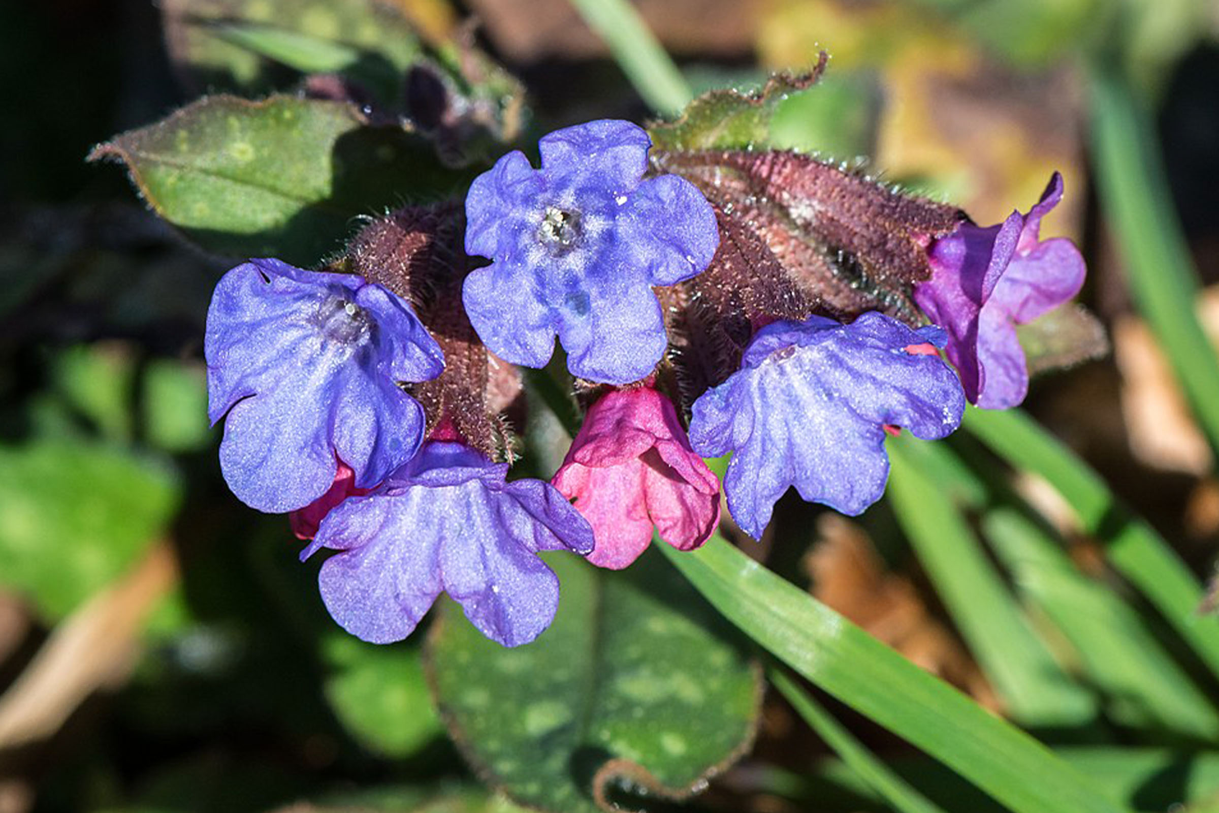 photo of common lungwort