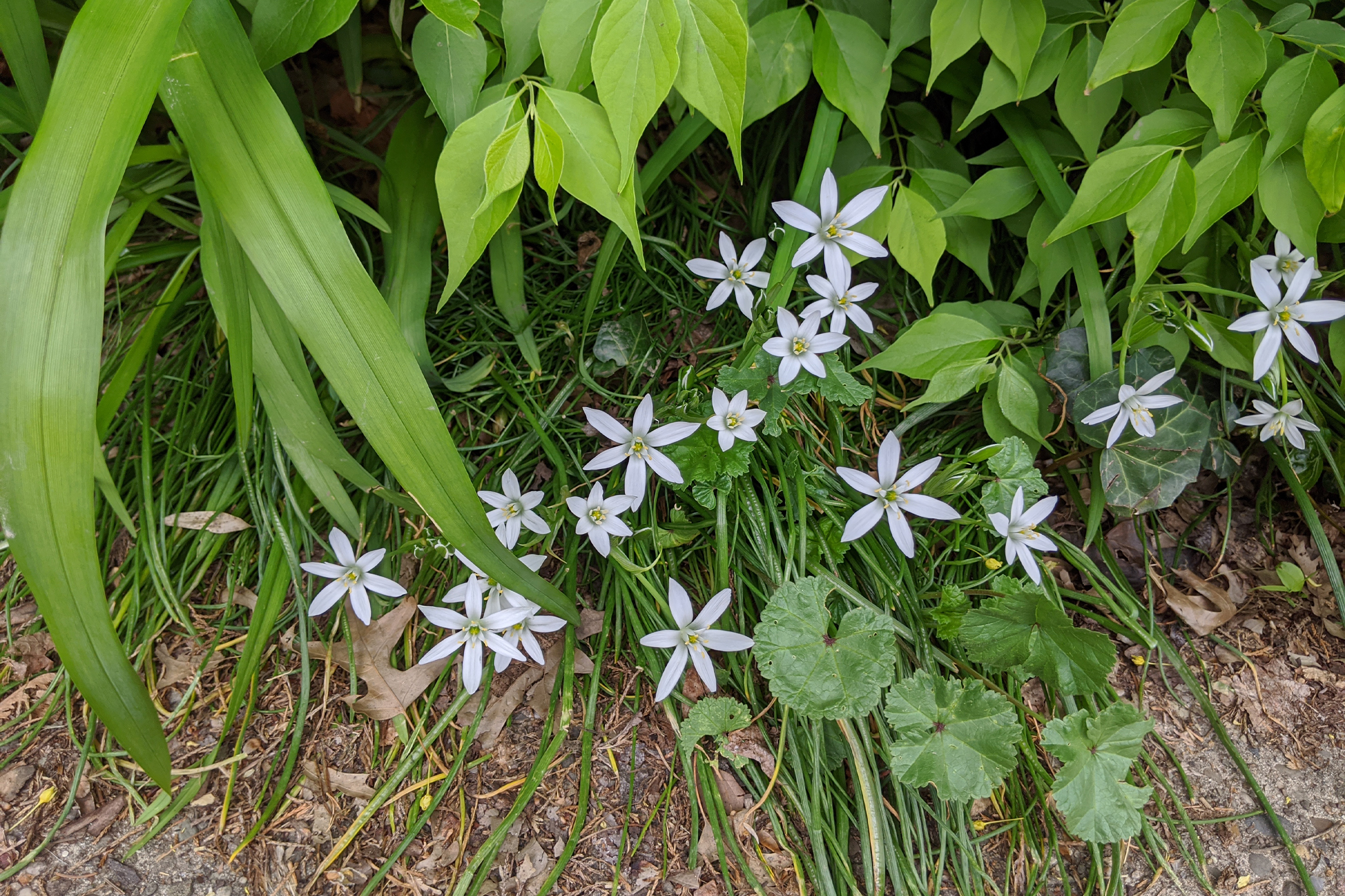 photo of common star of bethlehem