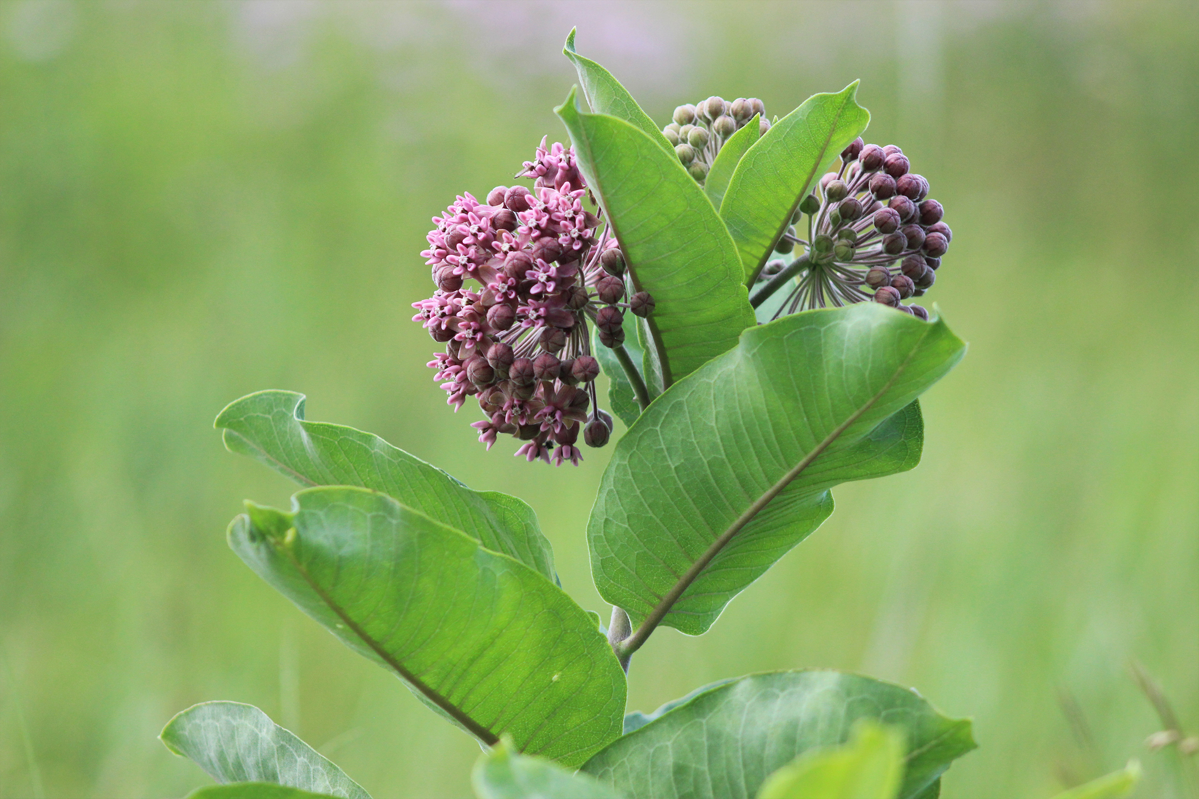 Only plants. Milkweed. Milkweed leaves,.