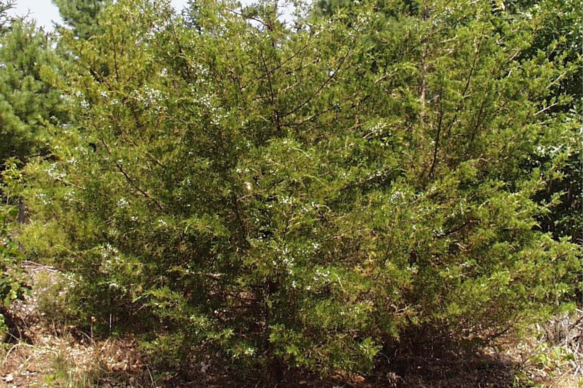 eastern red shrub