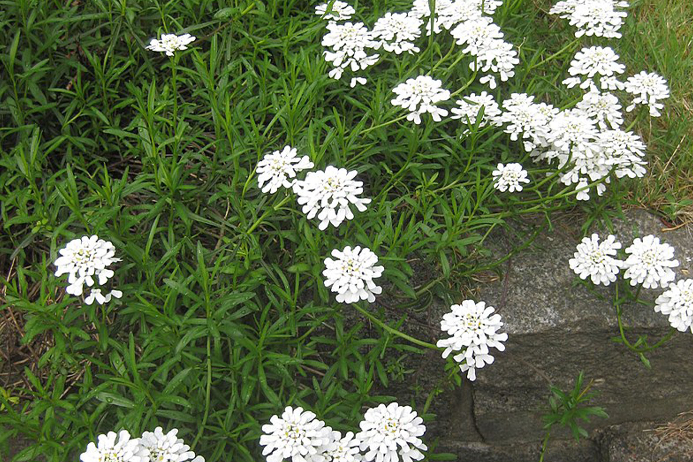 photo of evergreen candytuft