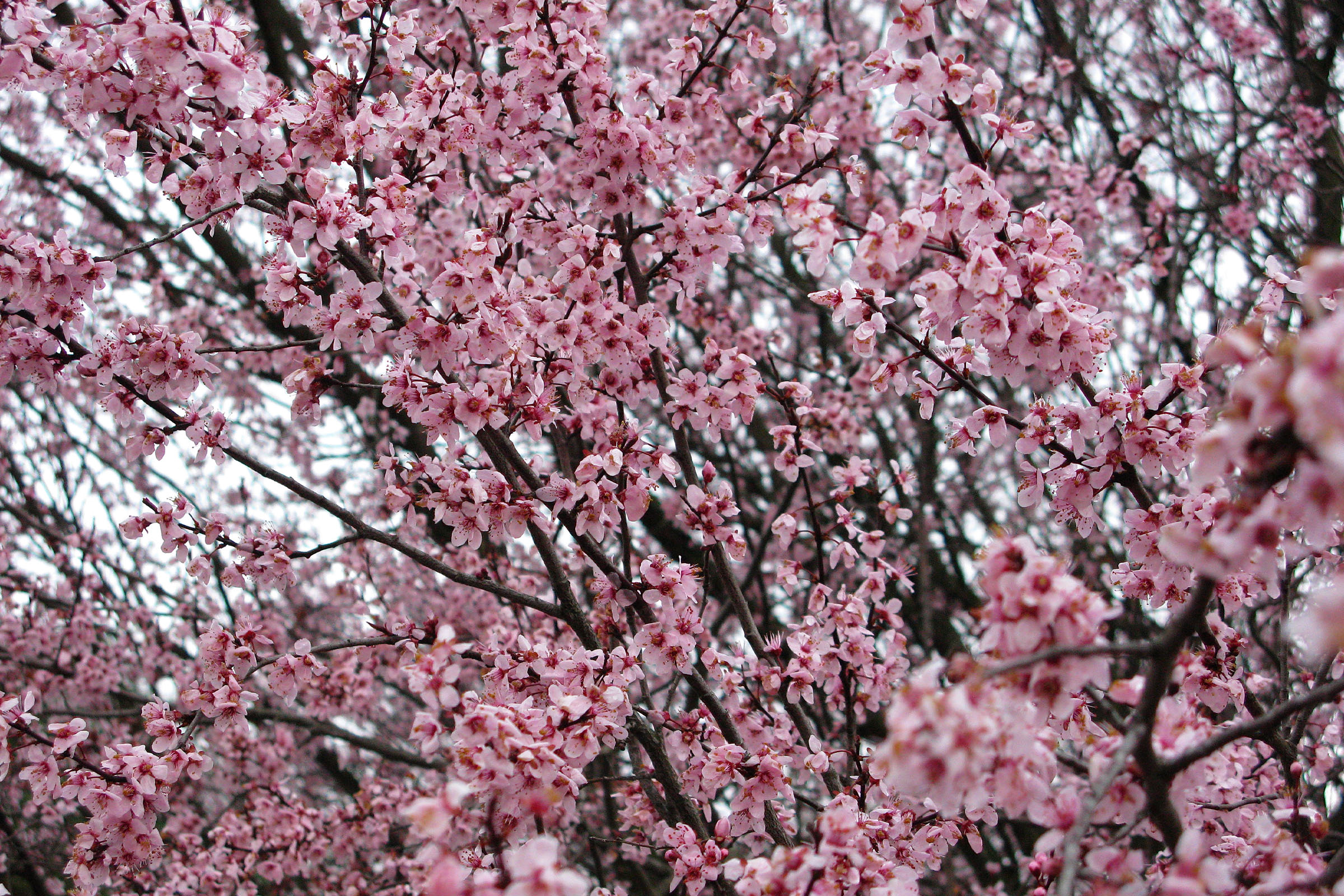 photo of purple leaf plum tree