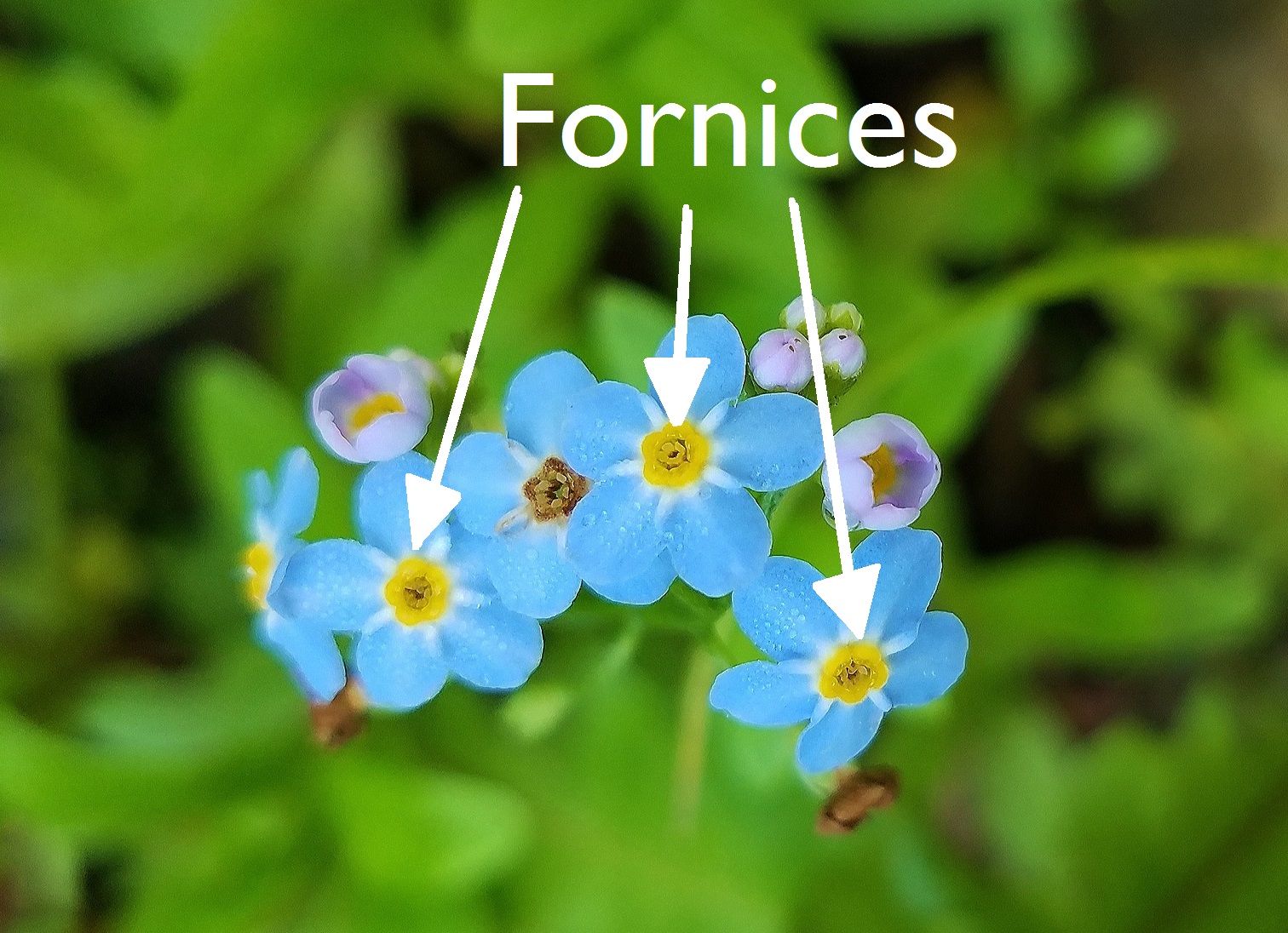 Forget-Me-Not Problems - Pests And Diseases Of Forget-Me-Not Plants