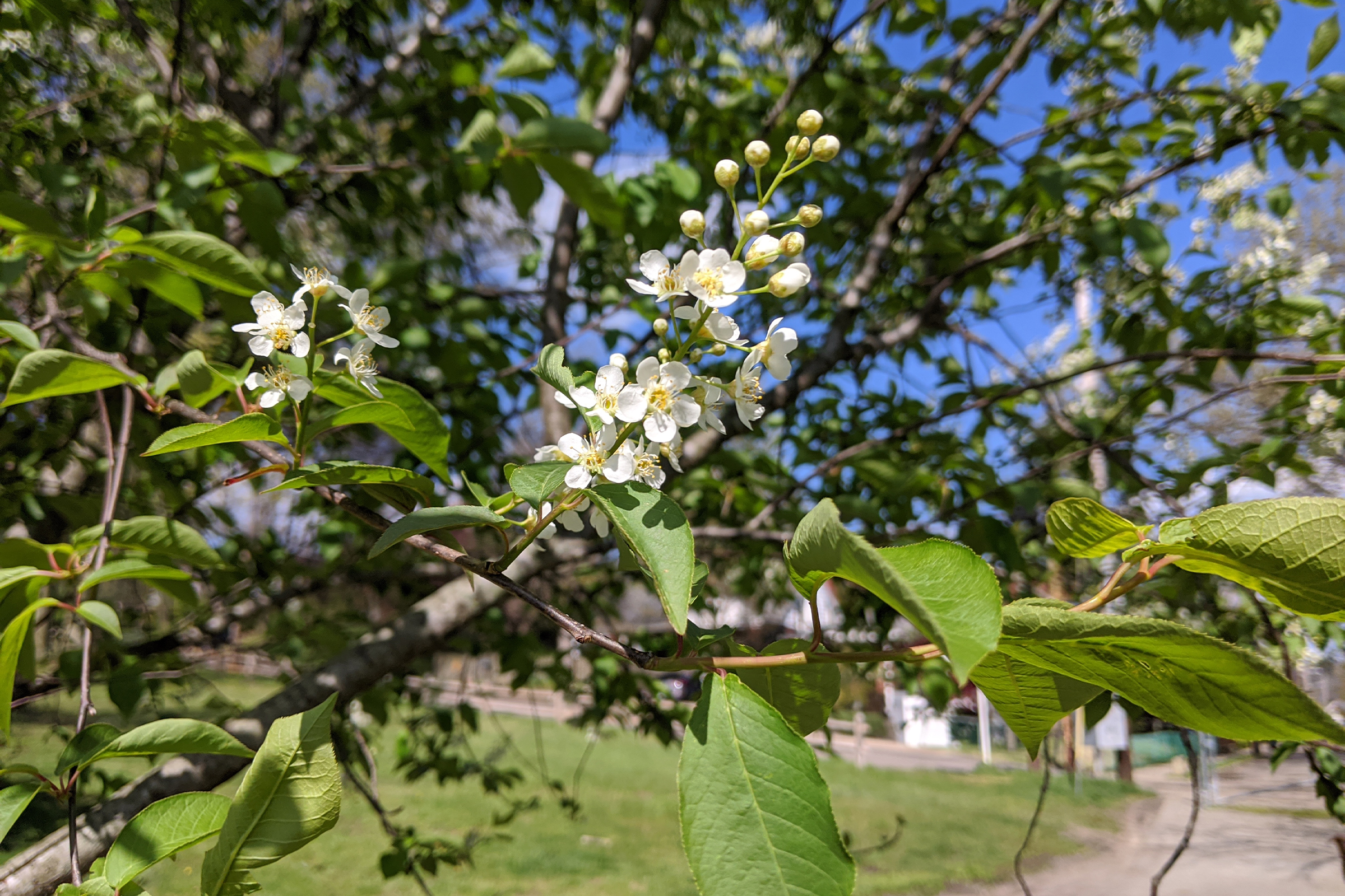 photo of fragrant chokecherry