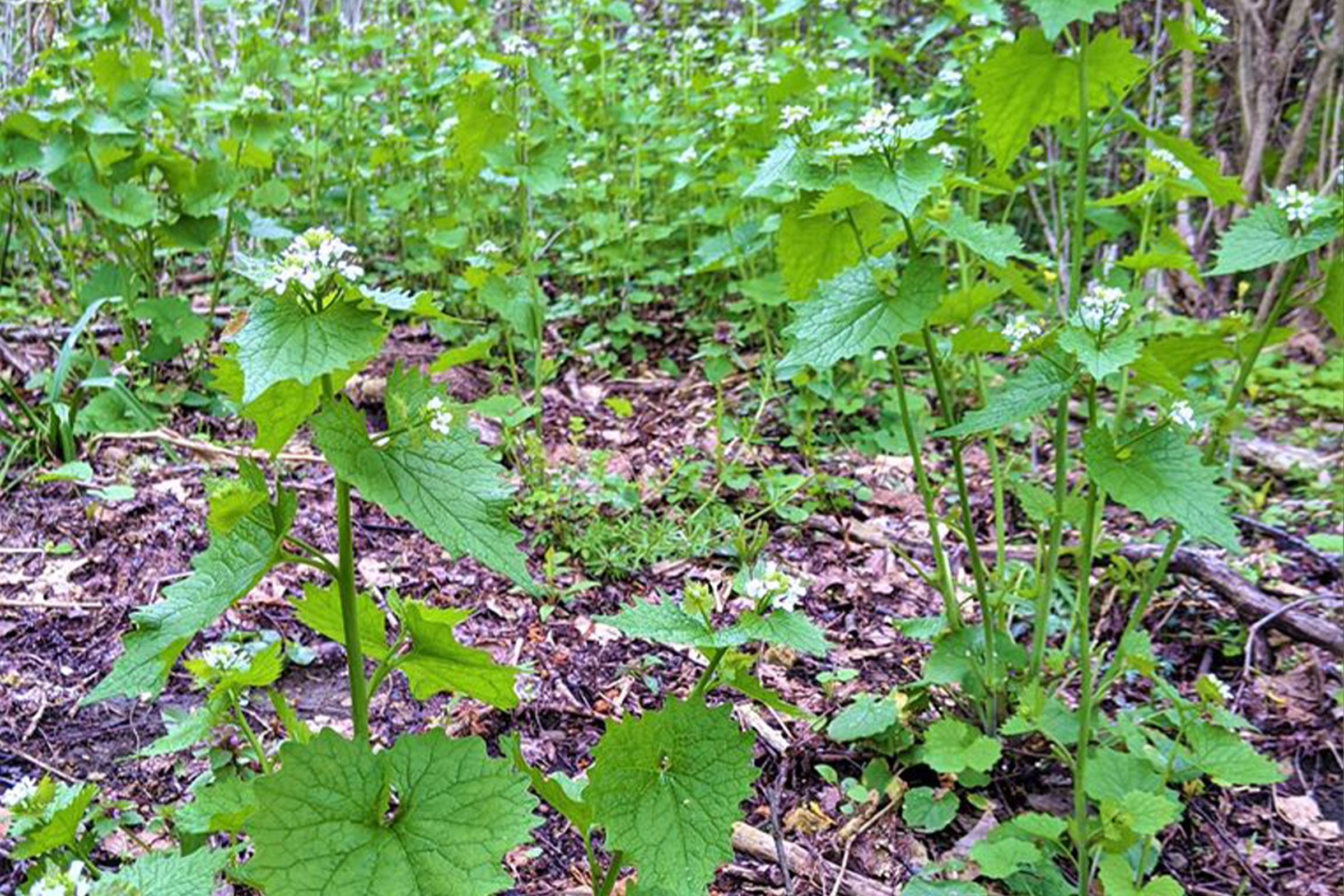 photo of garlic mustard