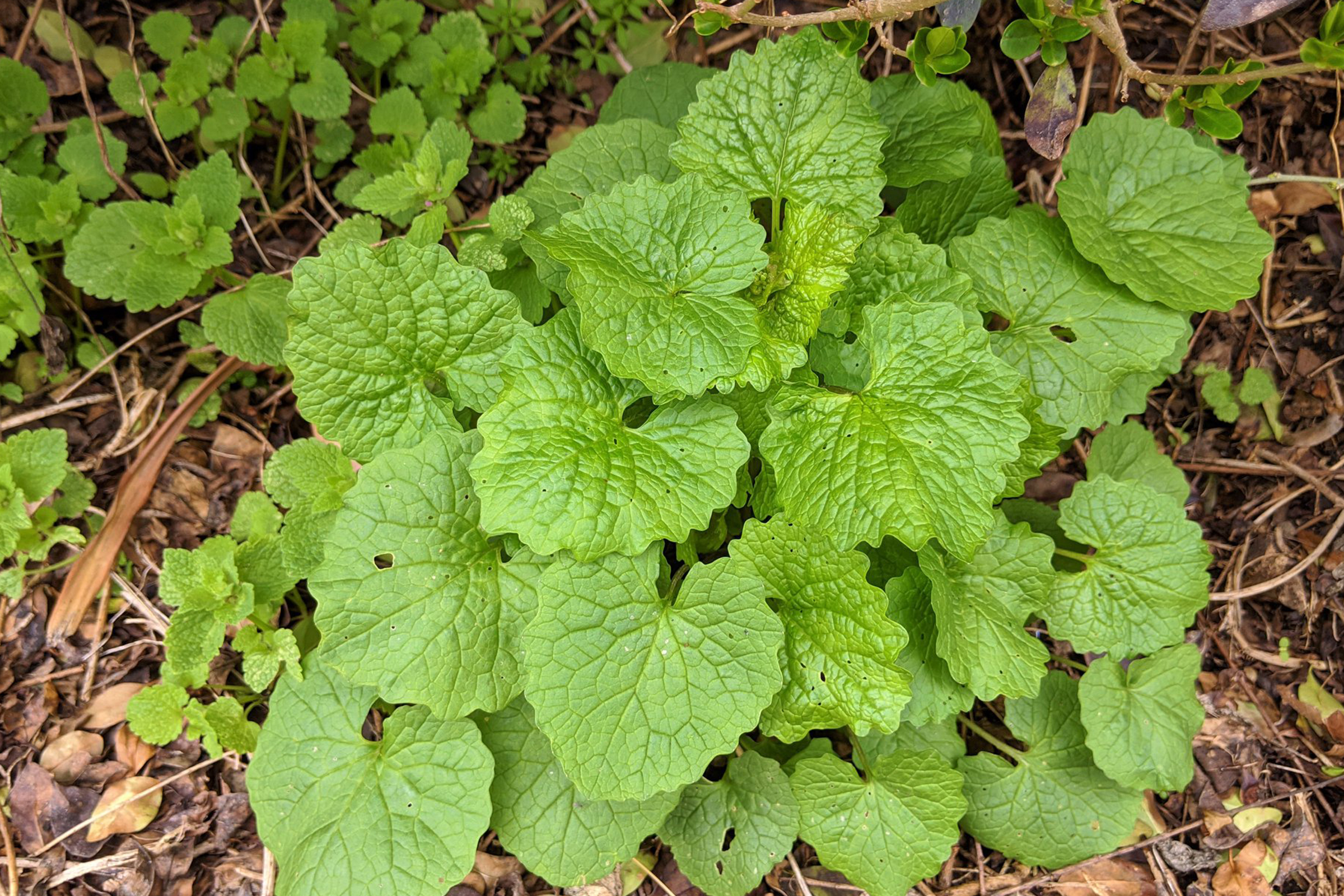 photo of garlic mustard rosettes