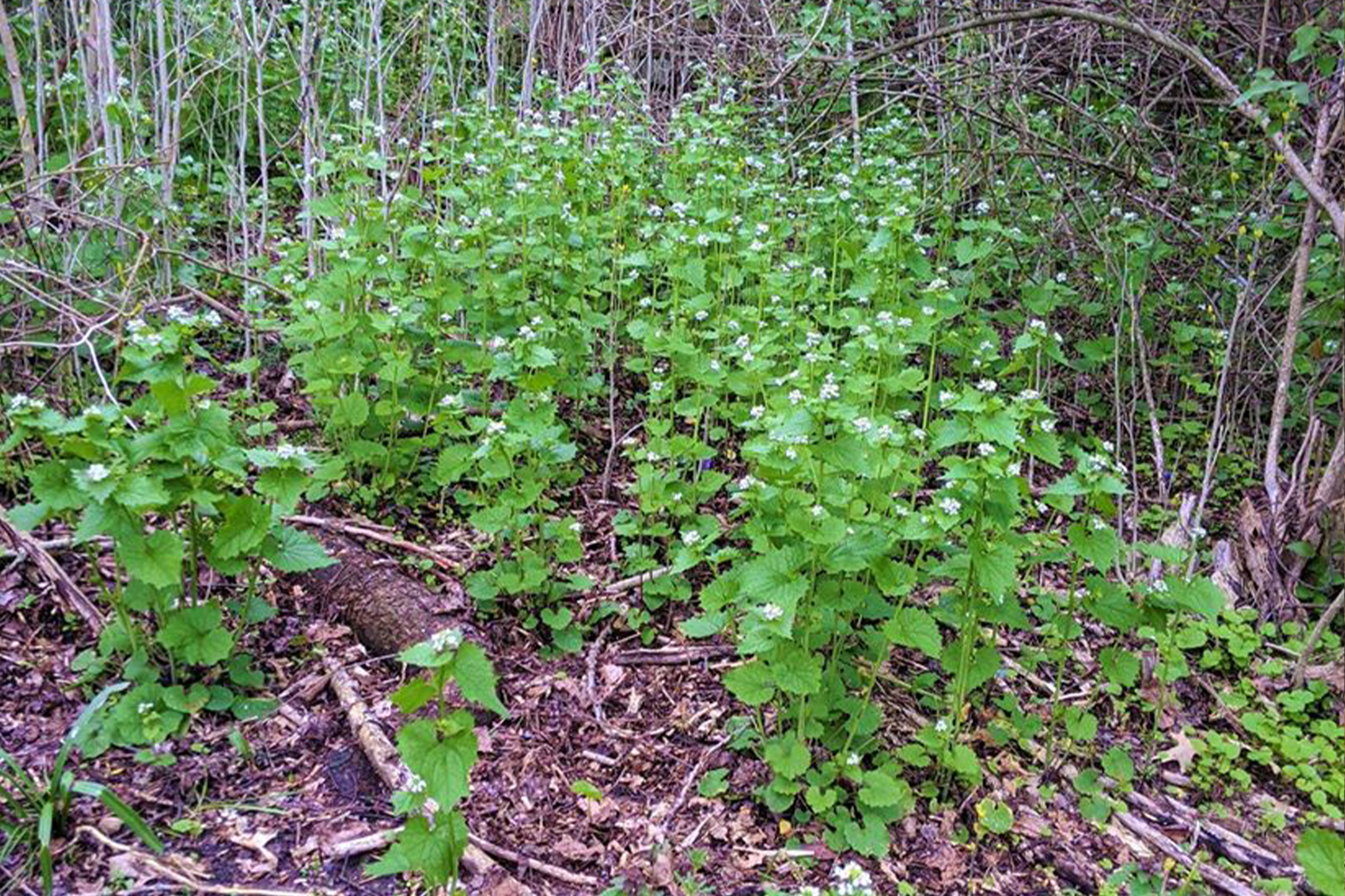 photo of garlic mustard