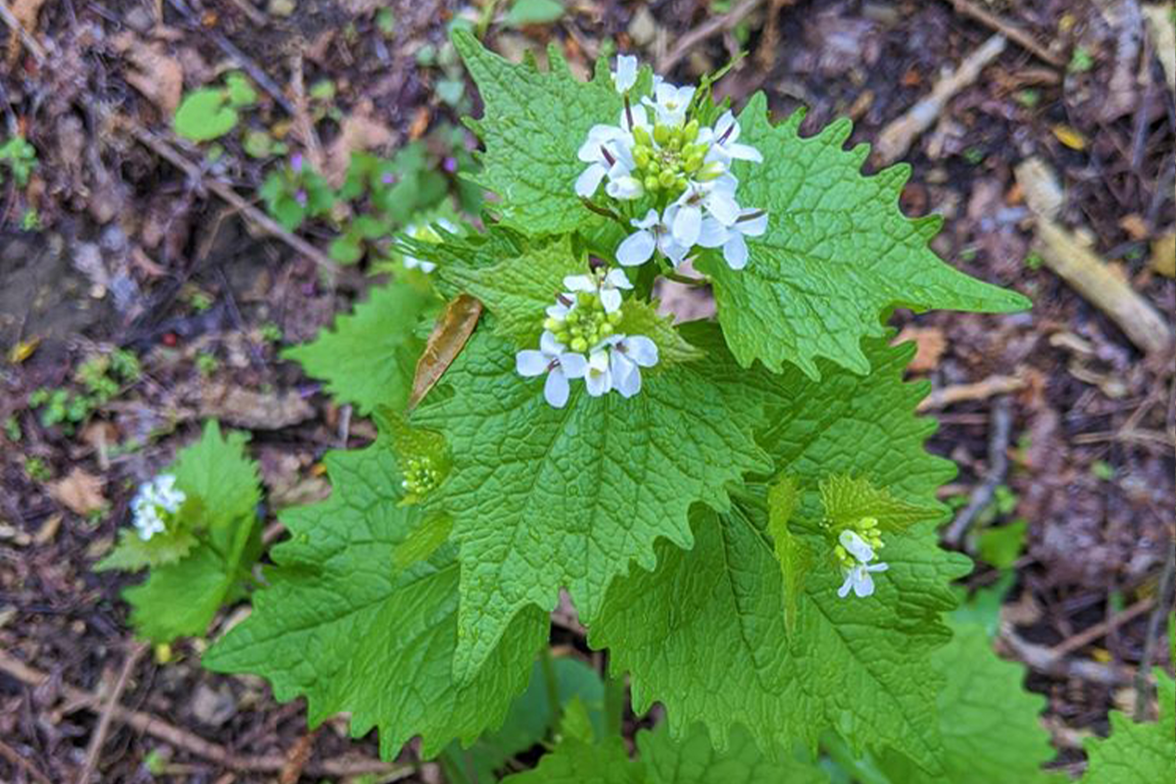 photo of garlic mustard