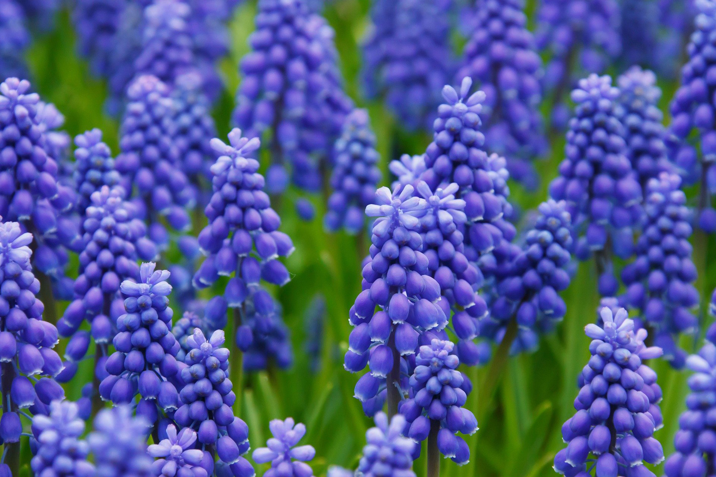 photo of grape hyacinth