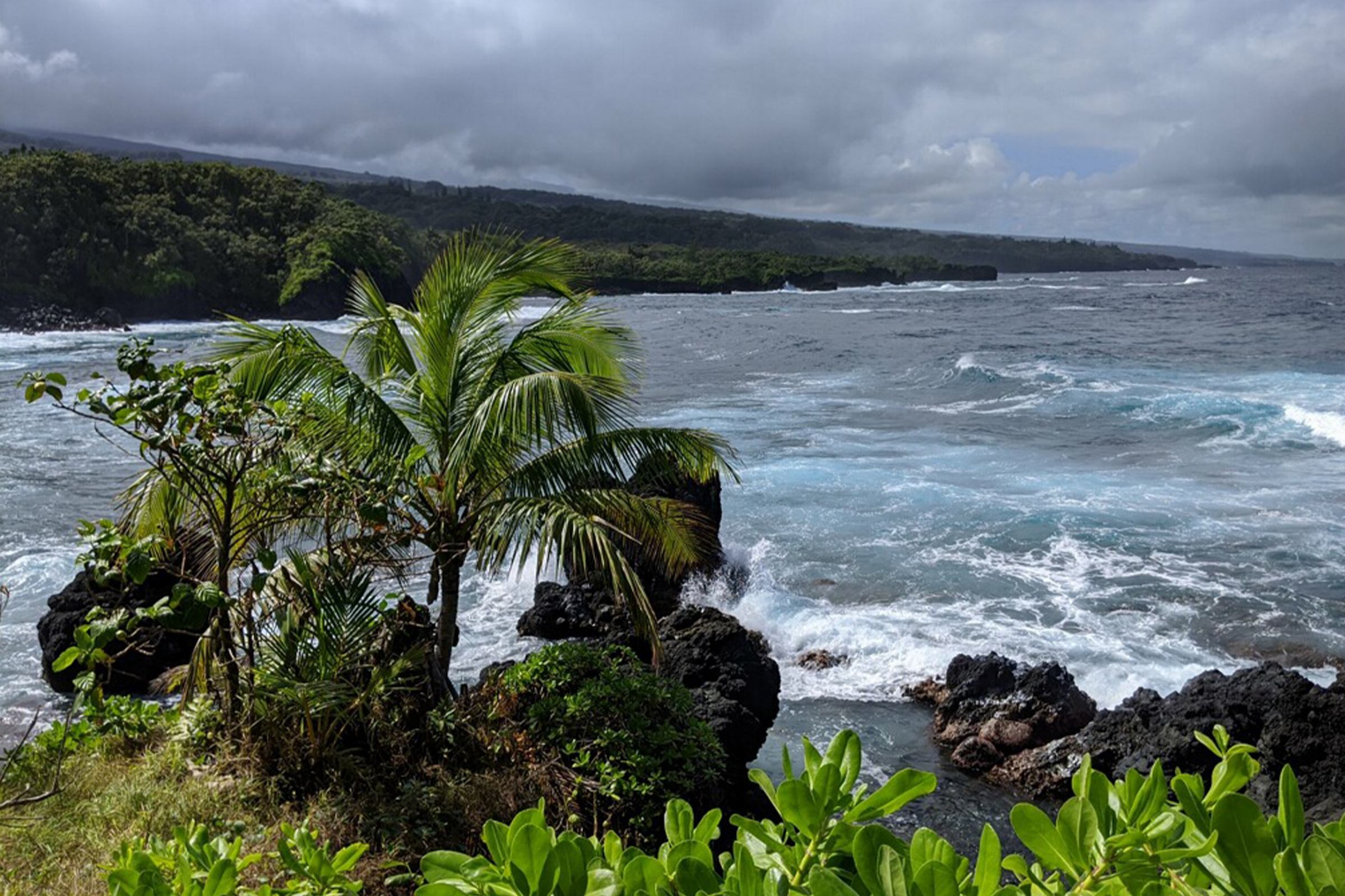 Tropical Forest Hawaii Trip