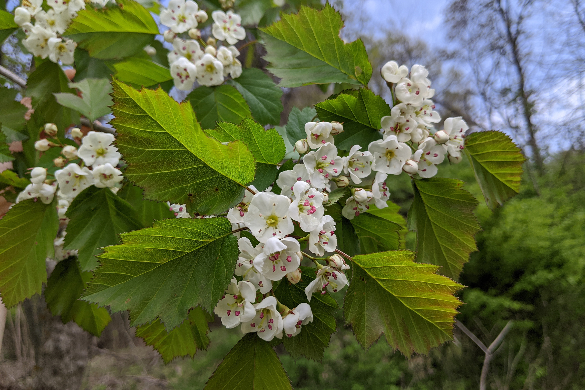 photo of hawthorn