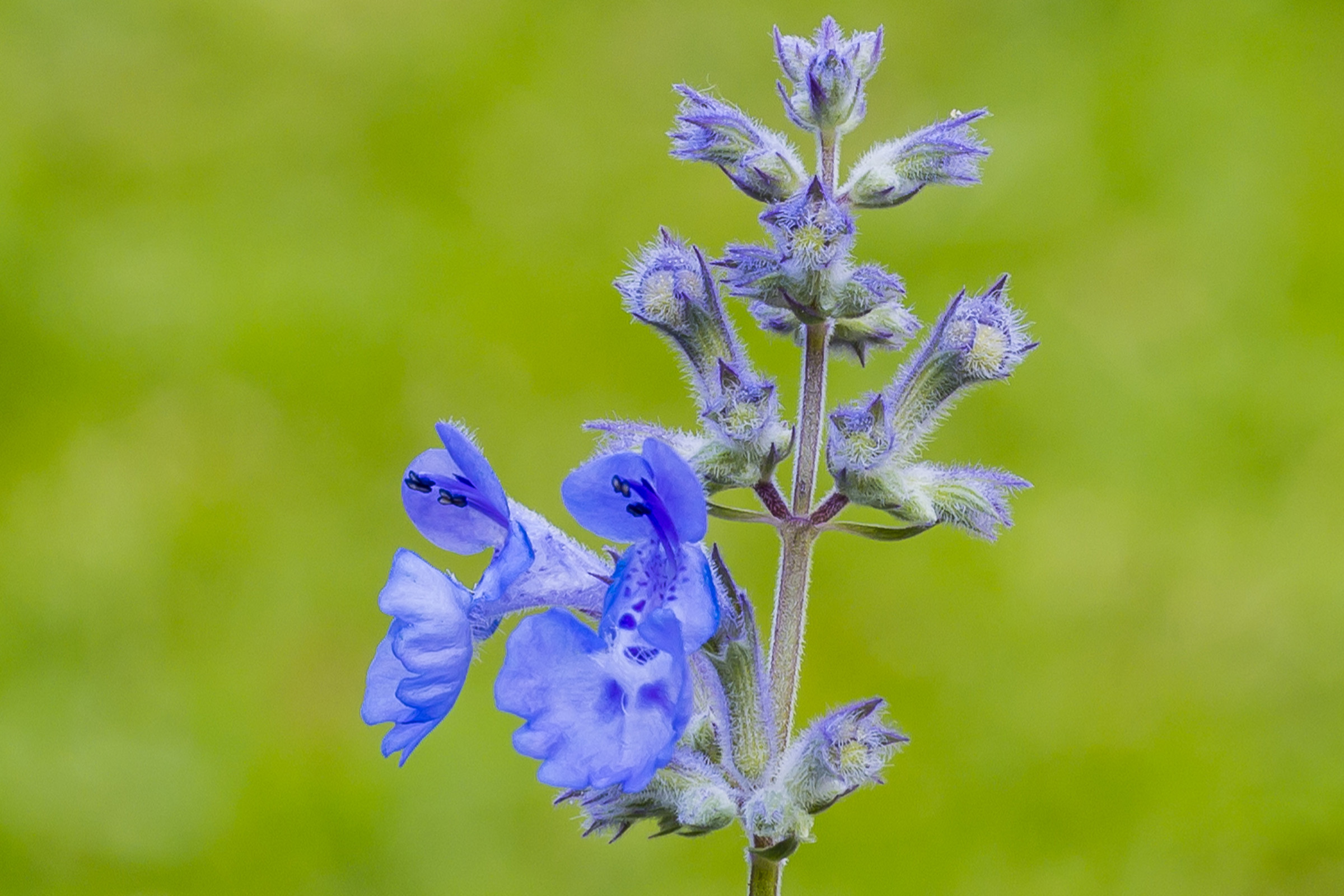 photo of walker's low plant