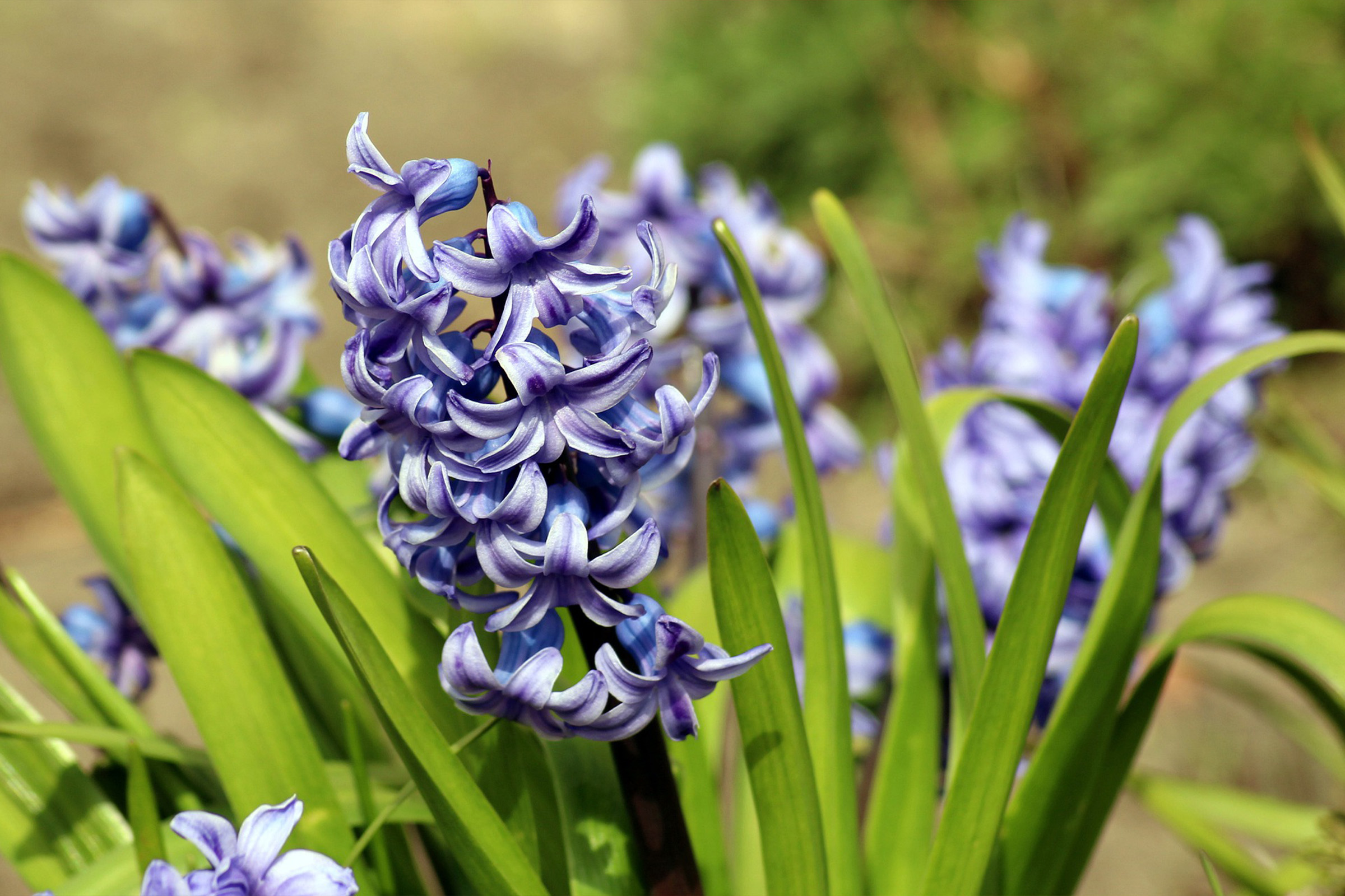 photo of hyacinth