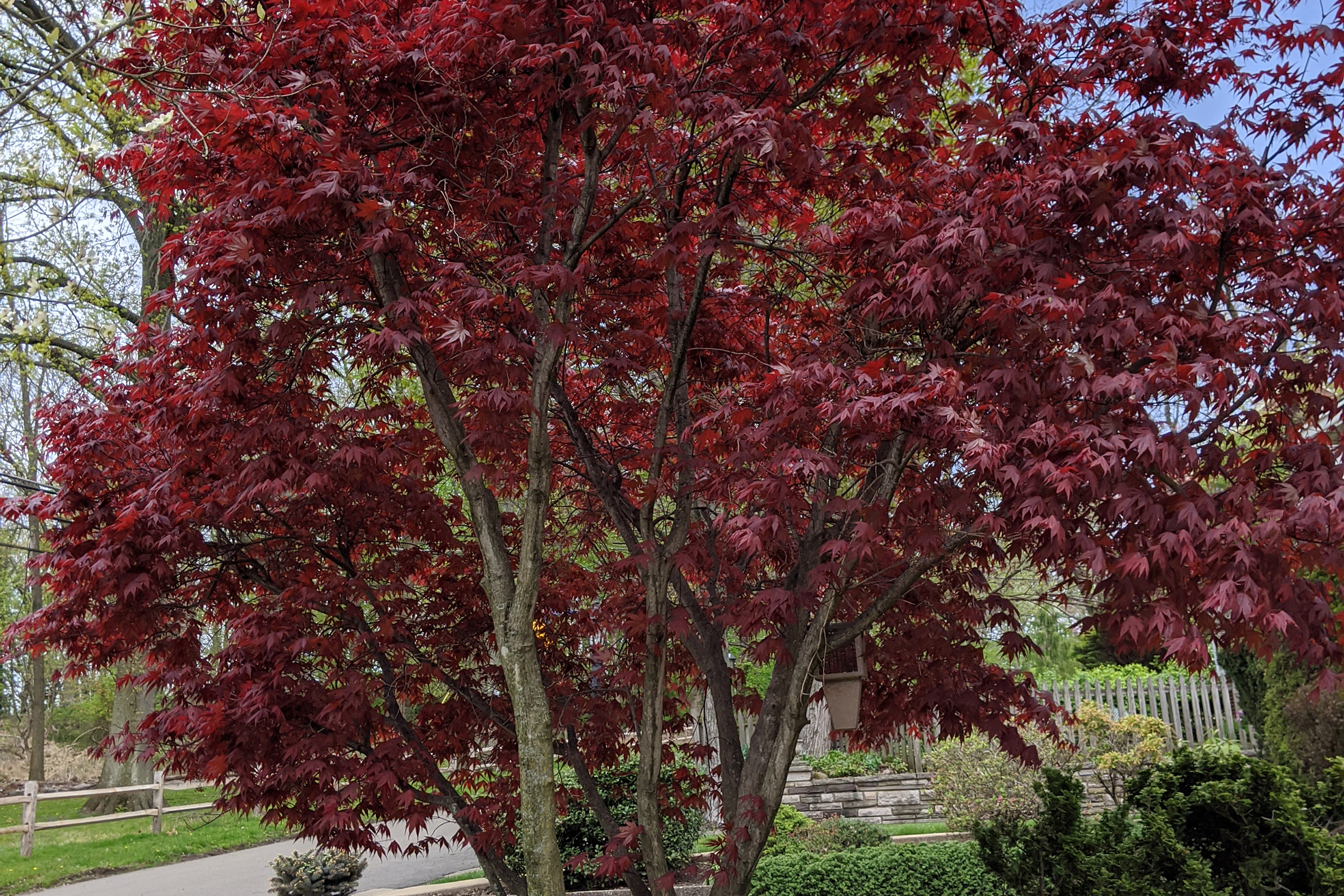 photo of japanese maple