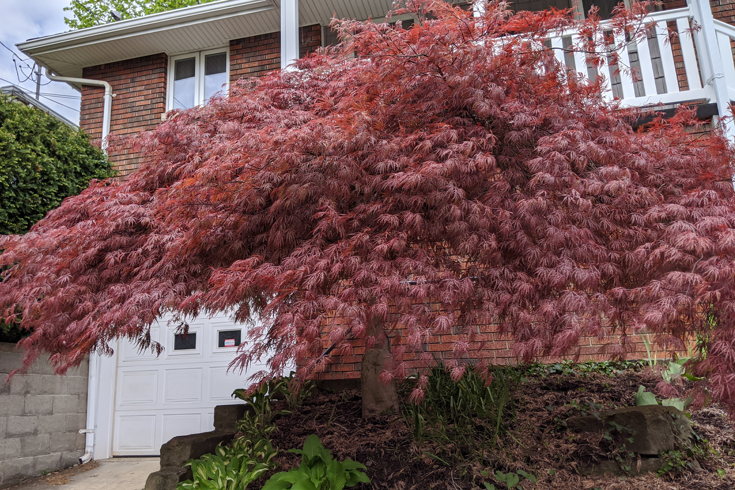 photo of japanese maple