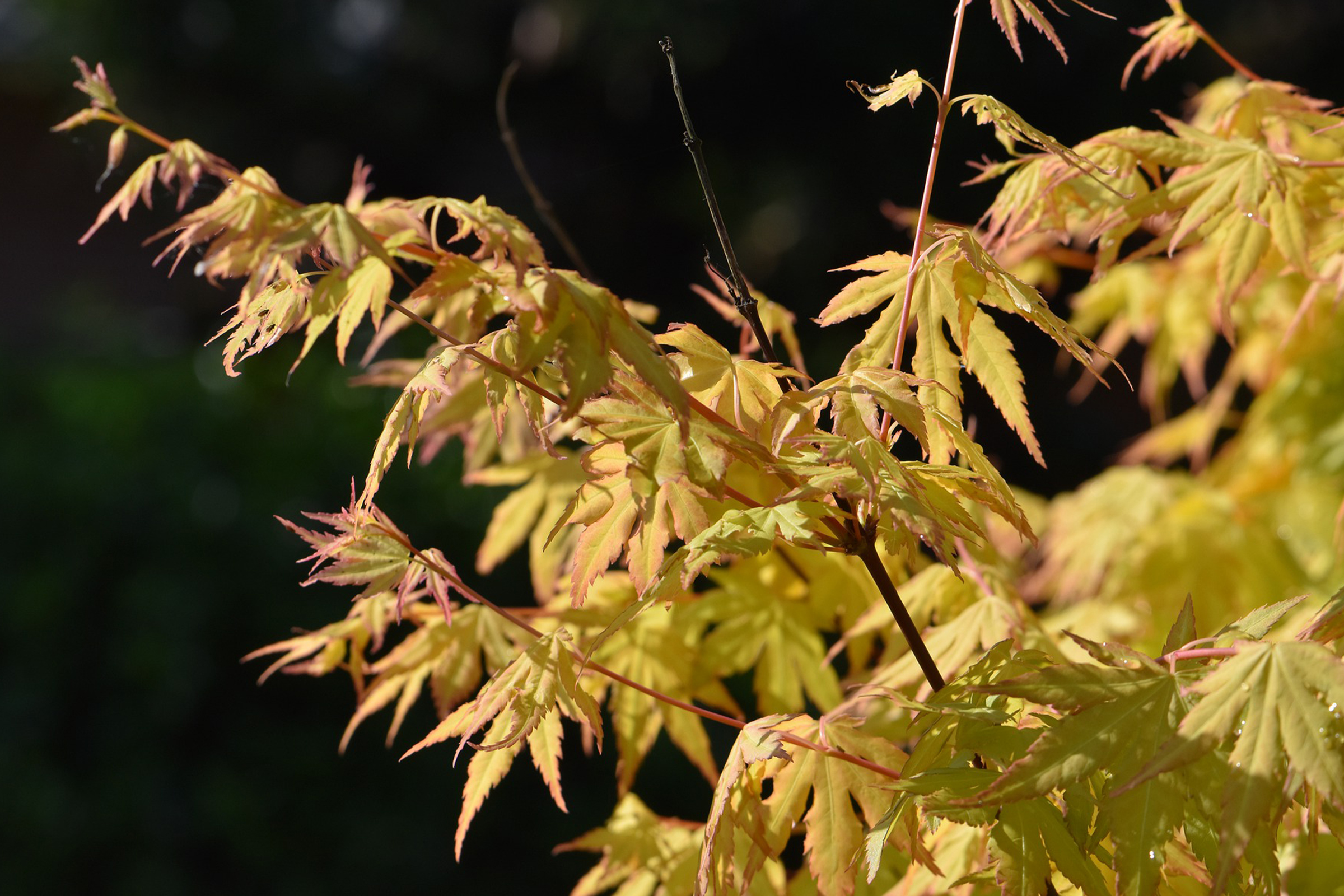 Ask Dr. Phipps: Damaged Trees | Phipps Conservatory and Botanical
