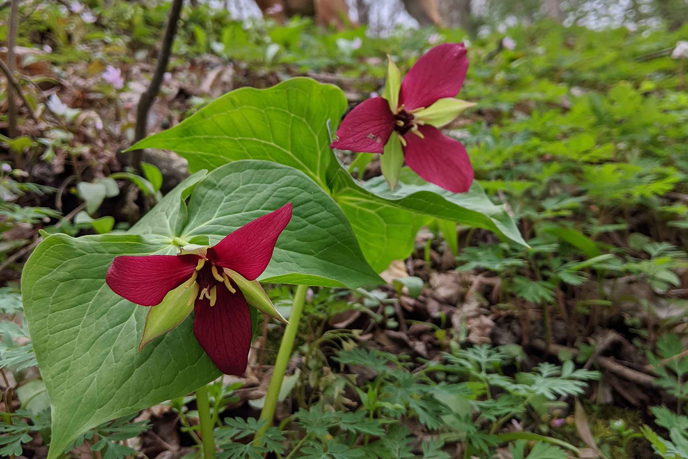 red trillium plant