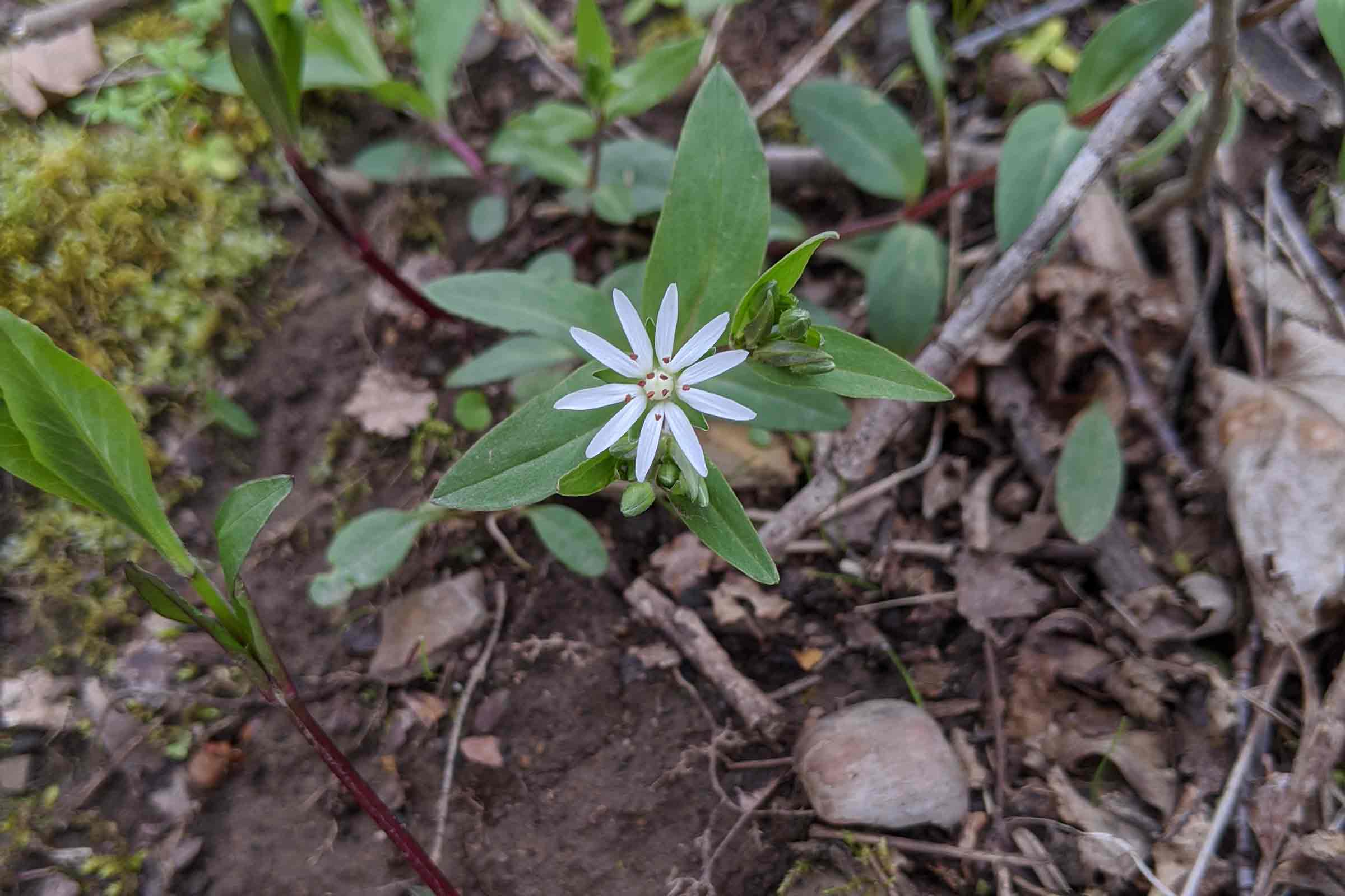 chickweed plant