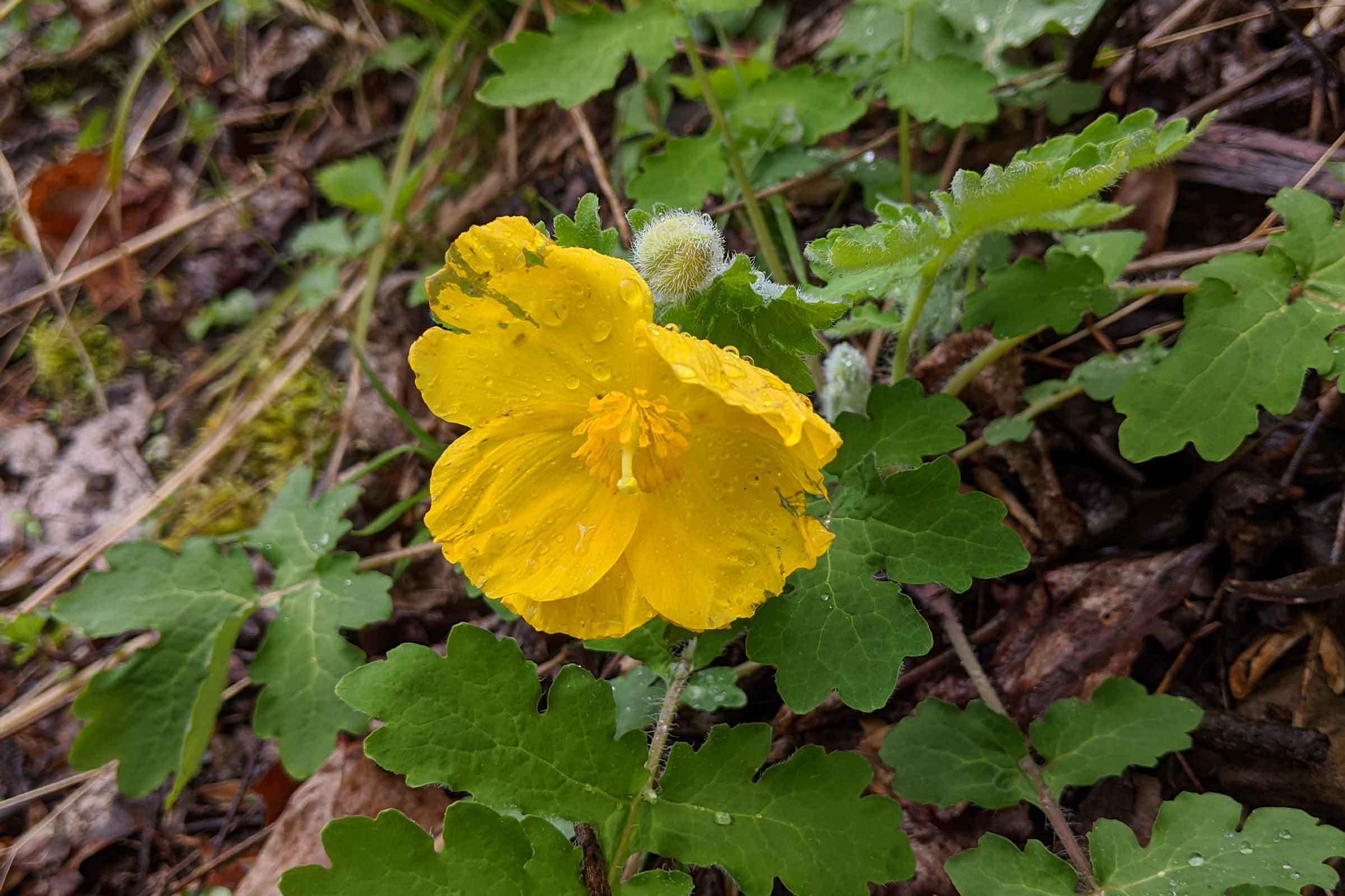 celandine poppy plant