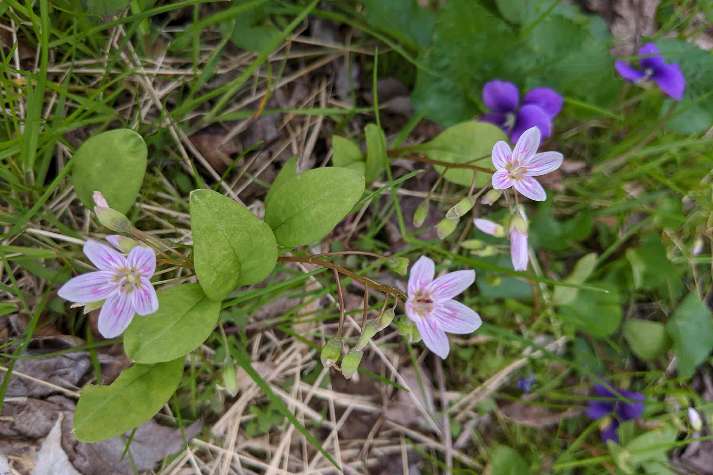 spring beauties