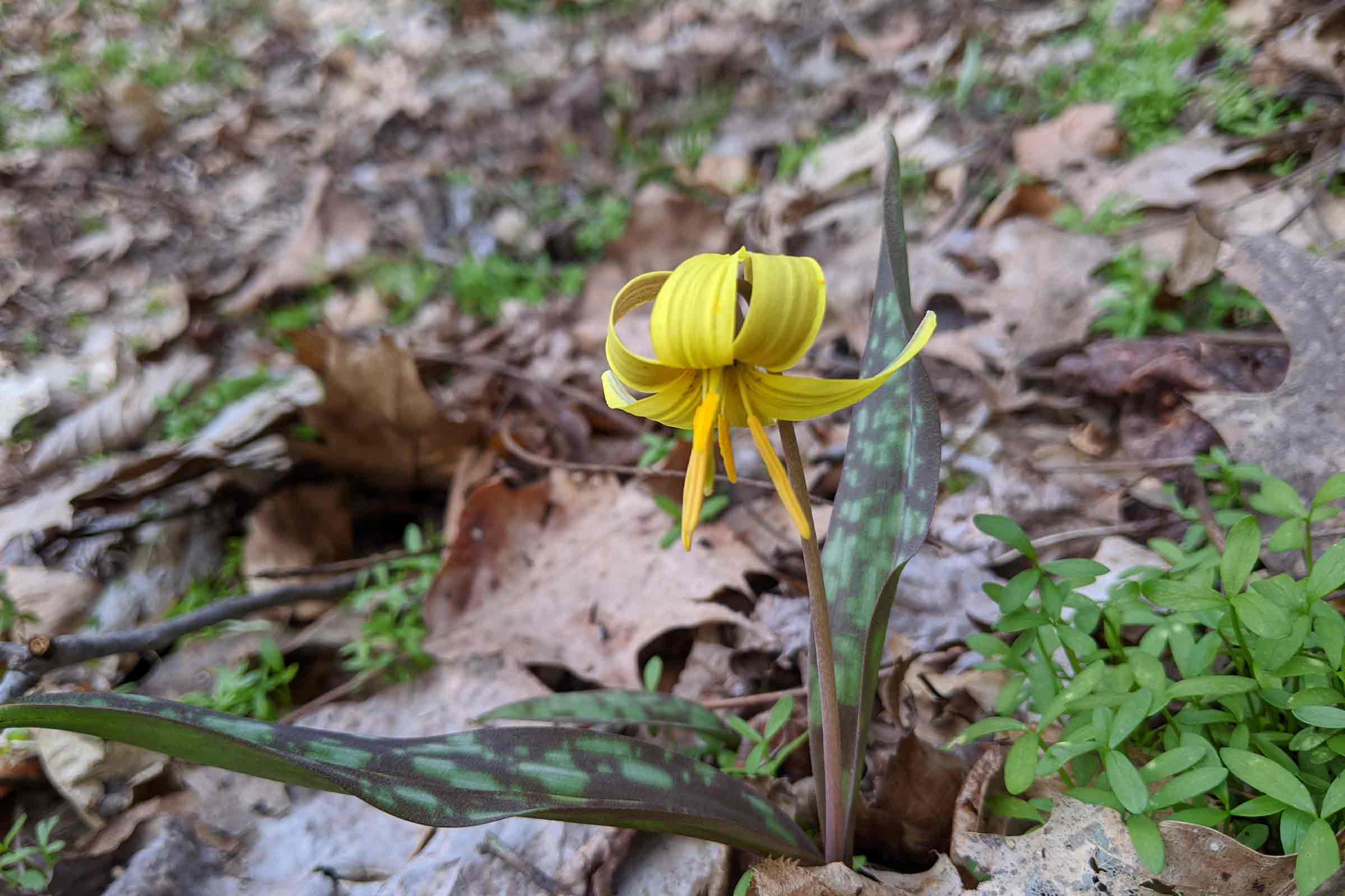 trout lily plant