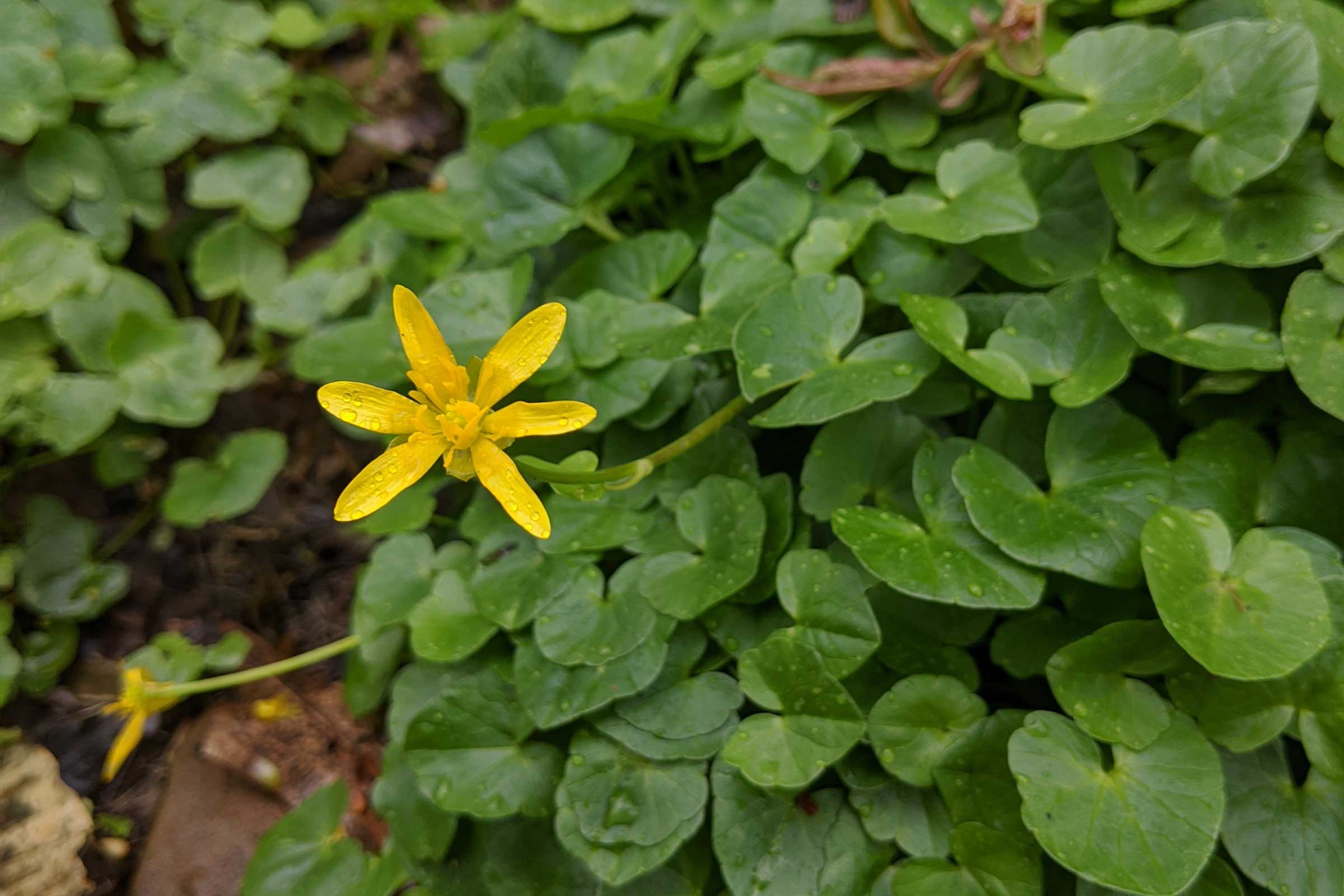 Lesser celandine plant