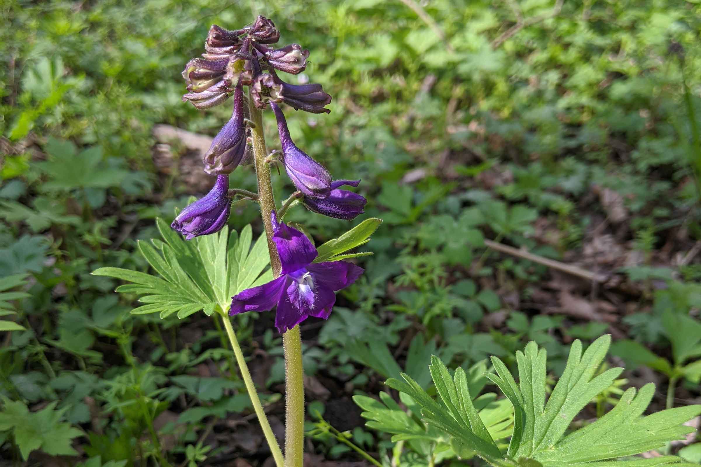 Dwarf larkspur plant