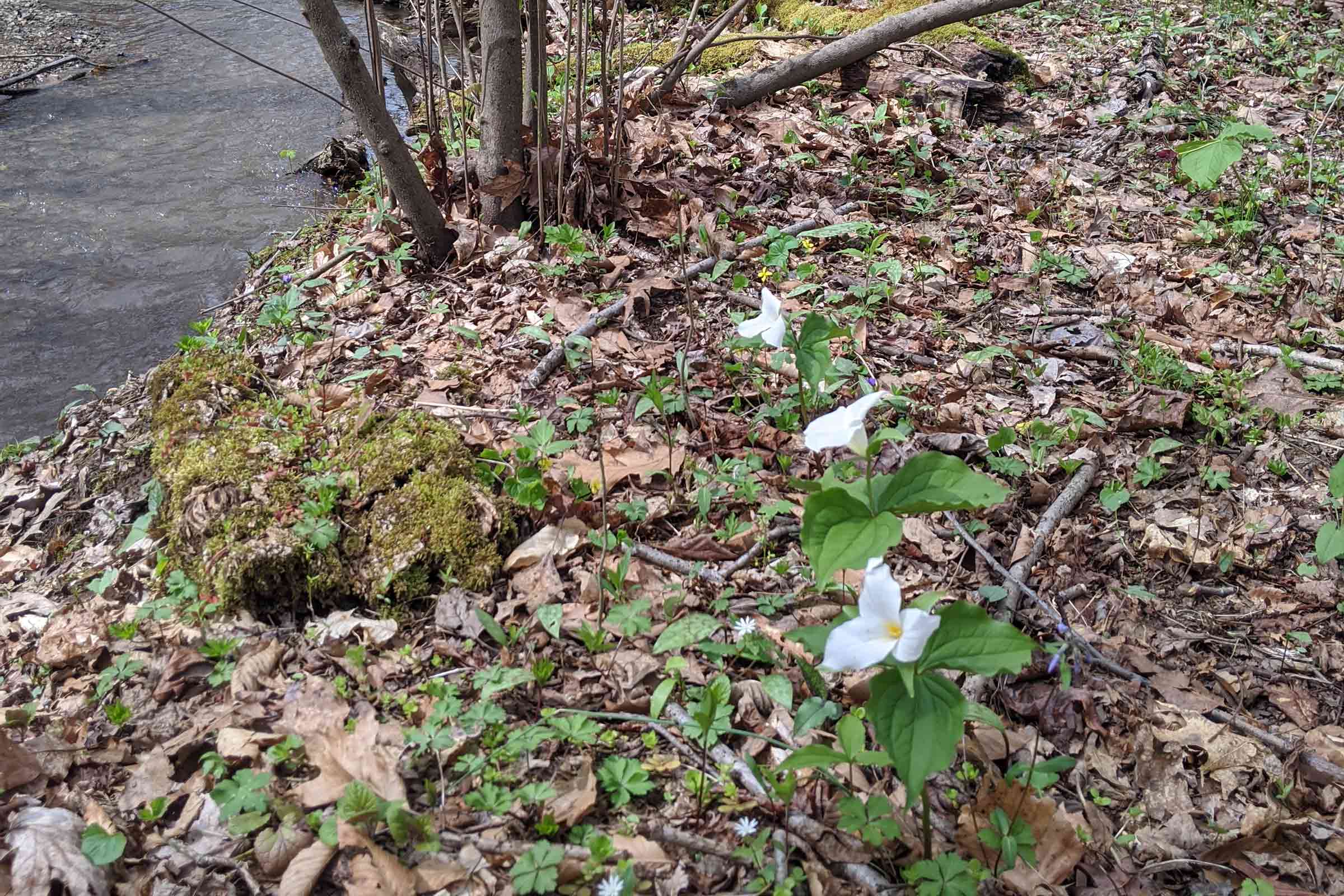 white trillium plant