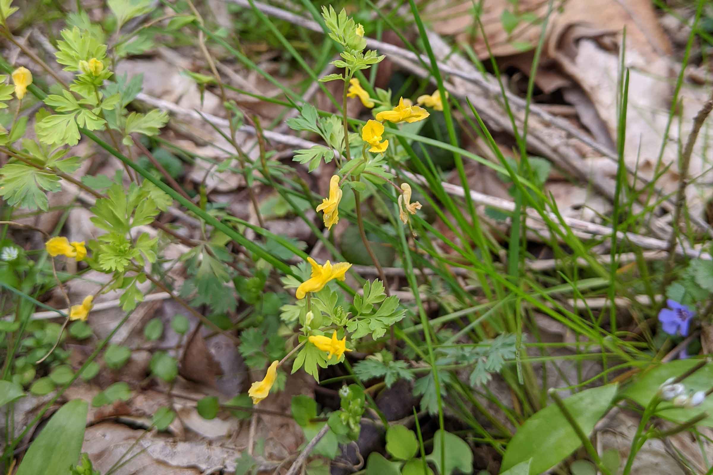 pale corydalis plant