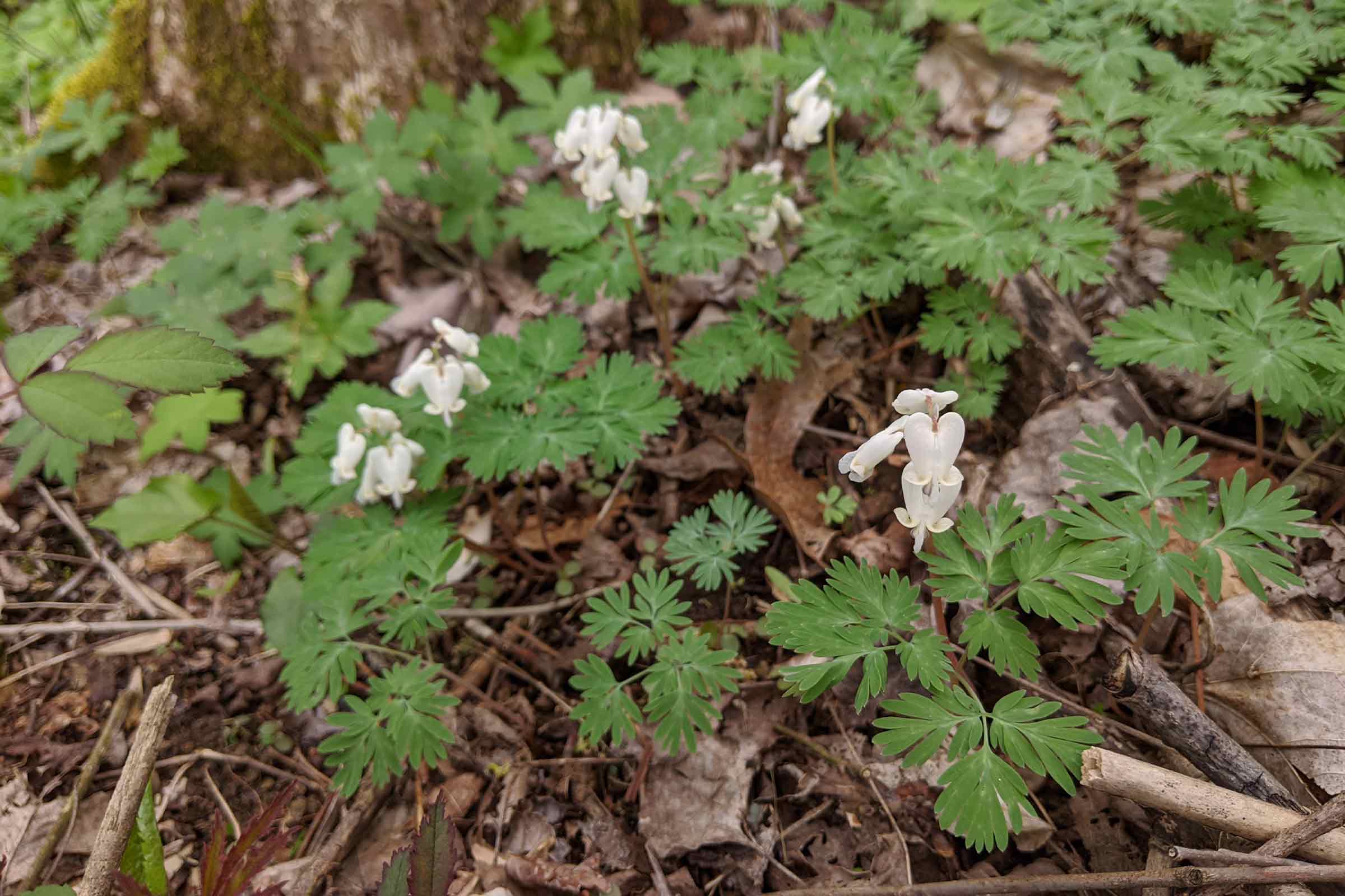 squirrel corn plant