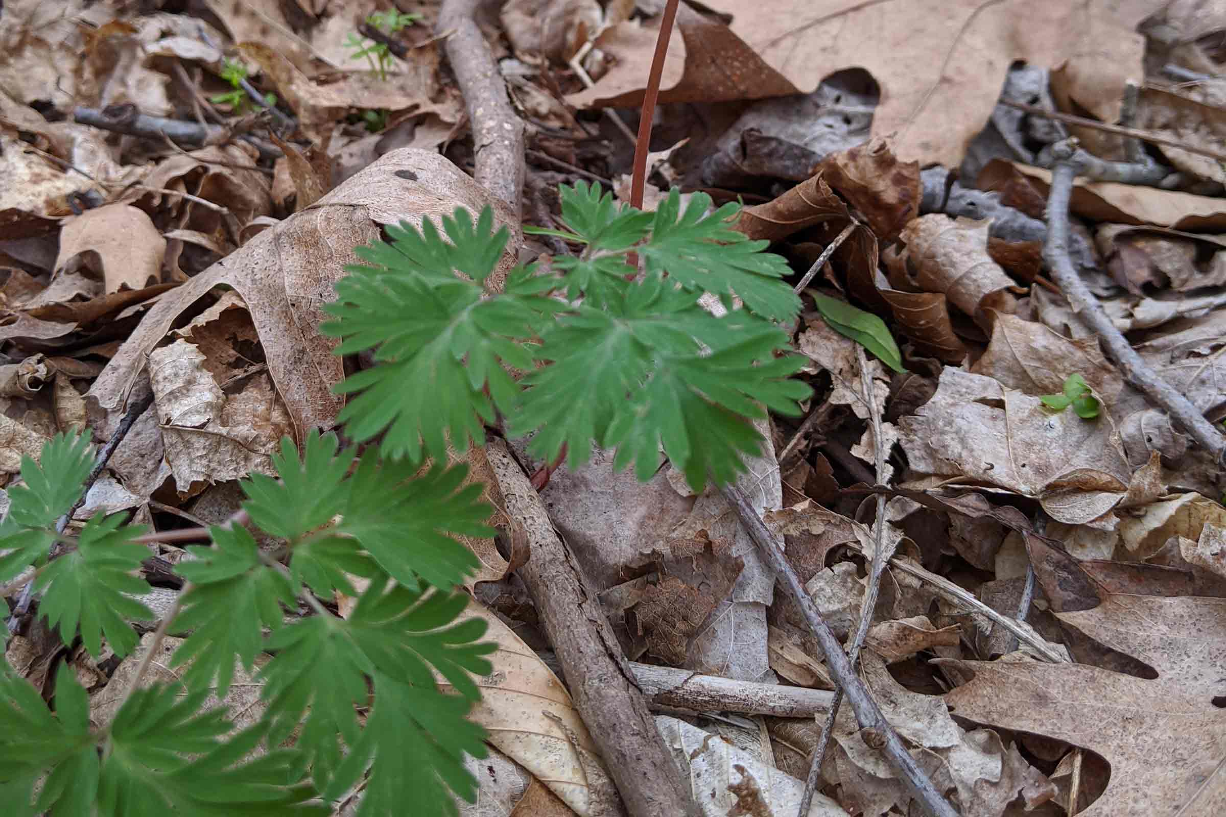 dutchman's breeches plant