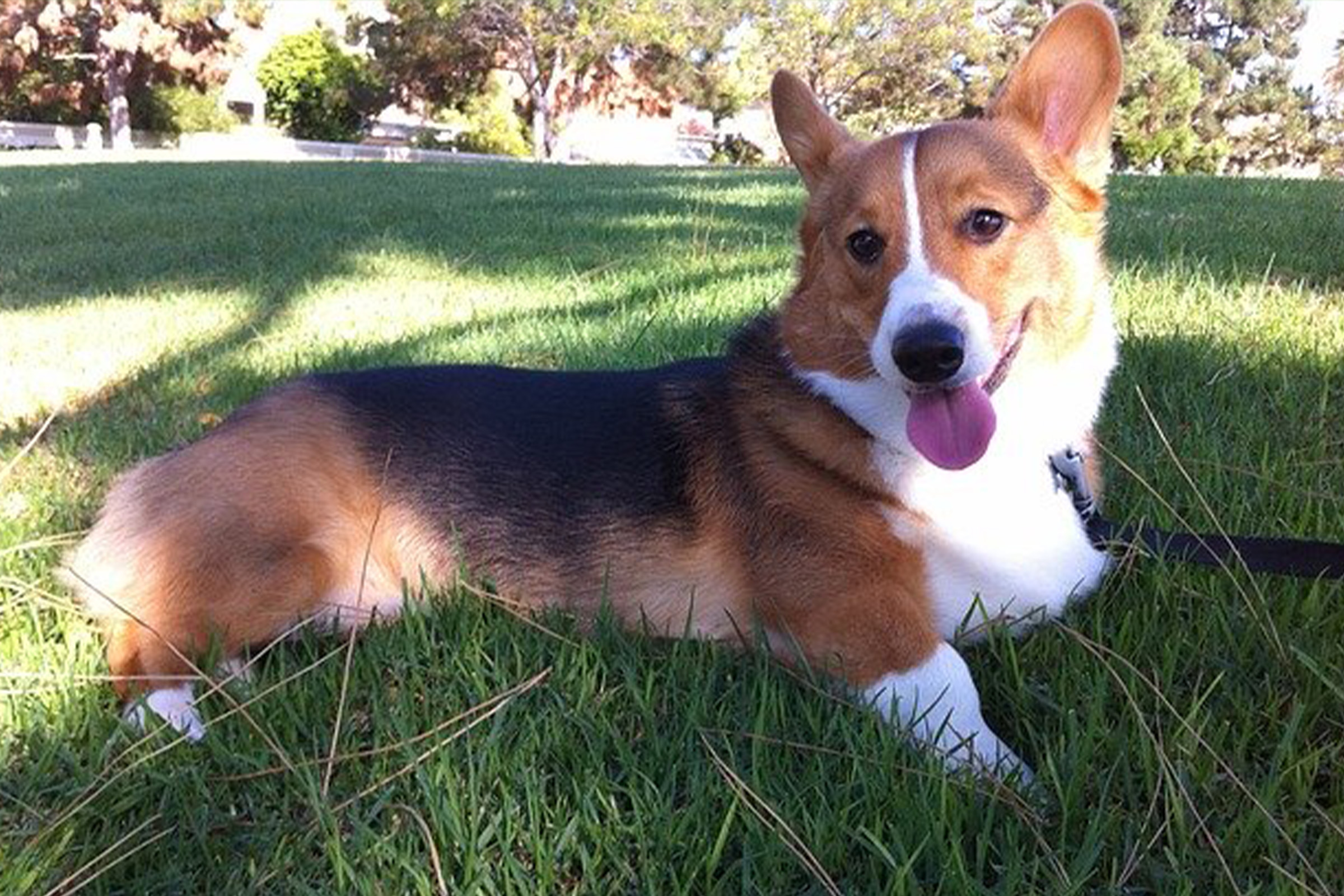 photo of dog sitting in grass