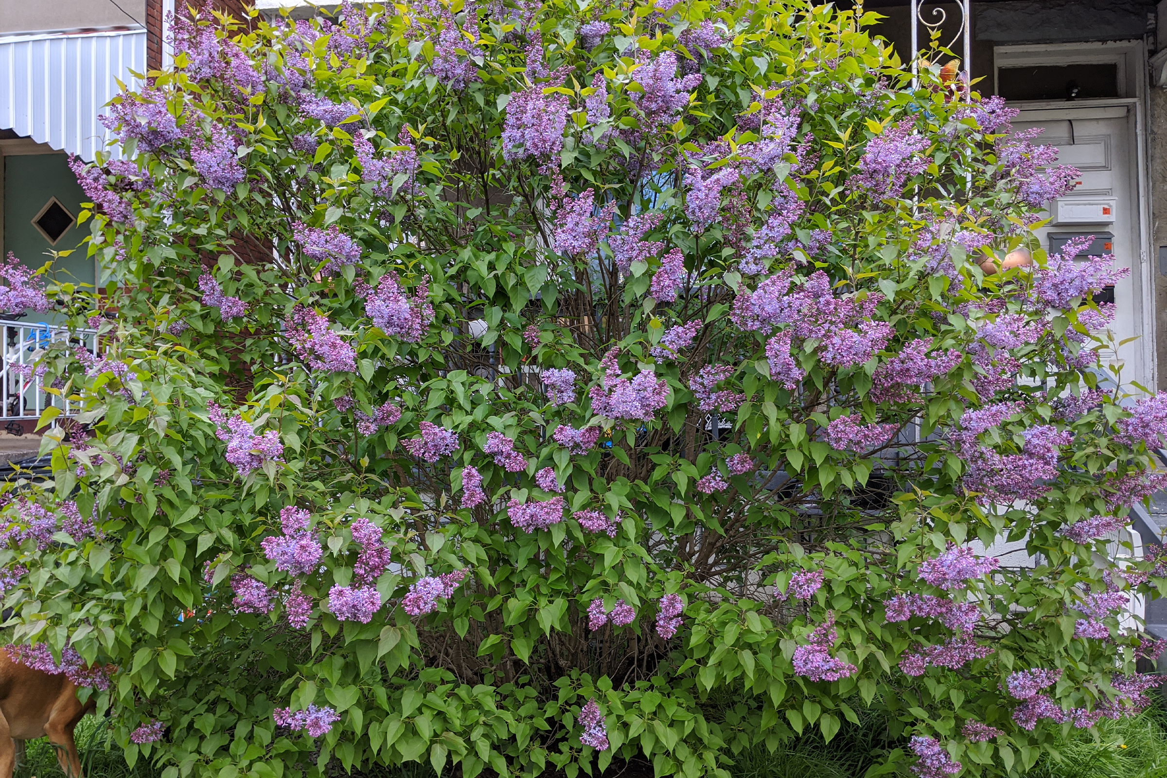 photo of lilac bush