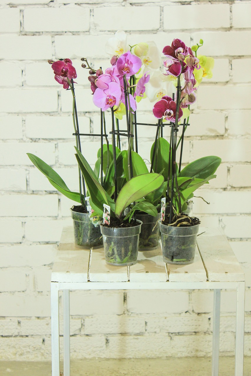 Ask Dr. Phipps Orchid Care Phipps Conservatory and Botanical Gardens
