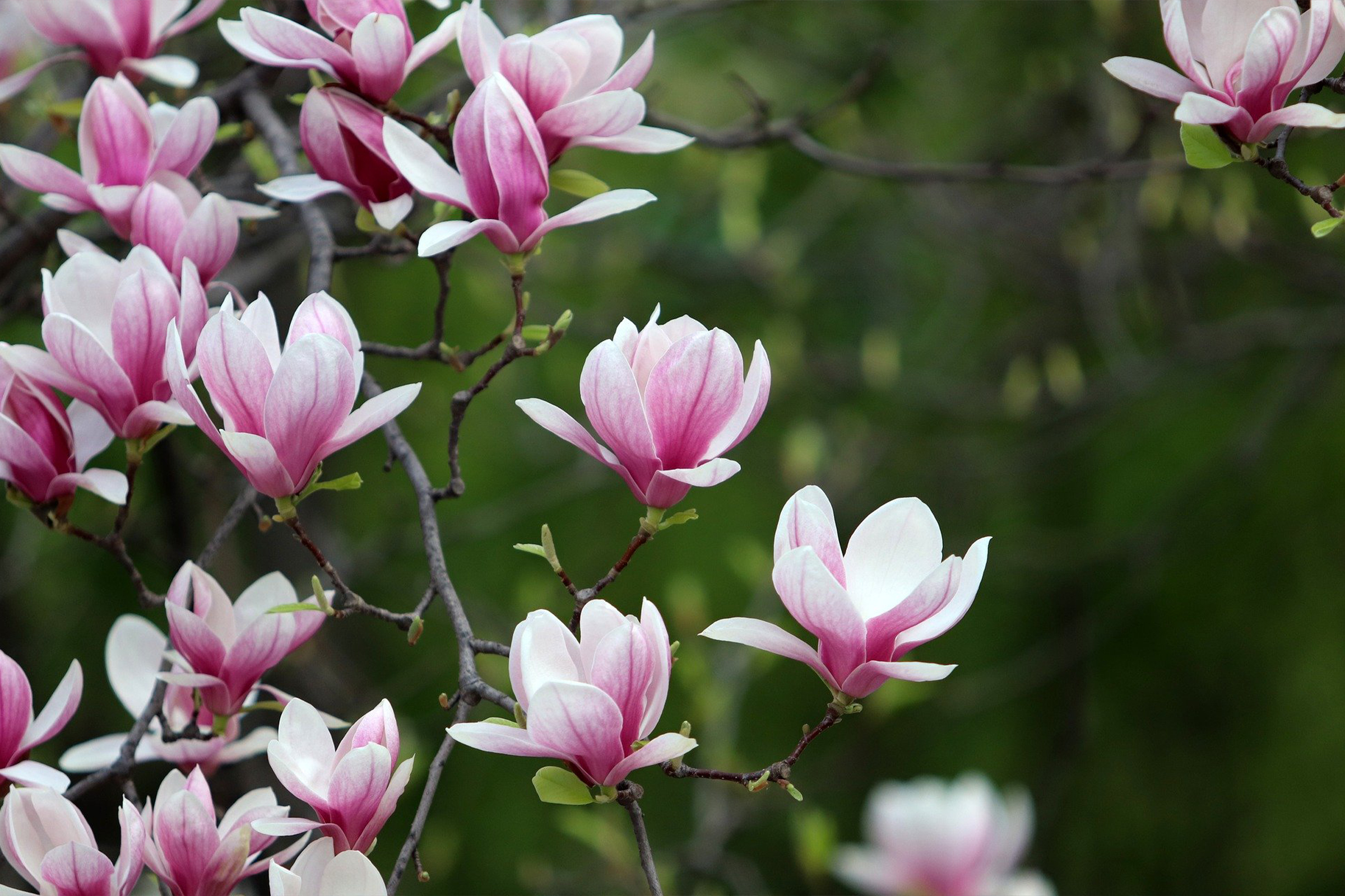 Magnolia Tree