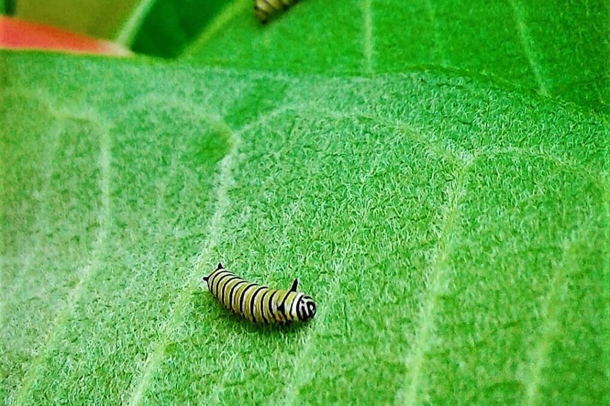 photo of milkweed