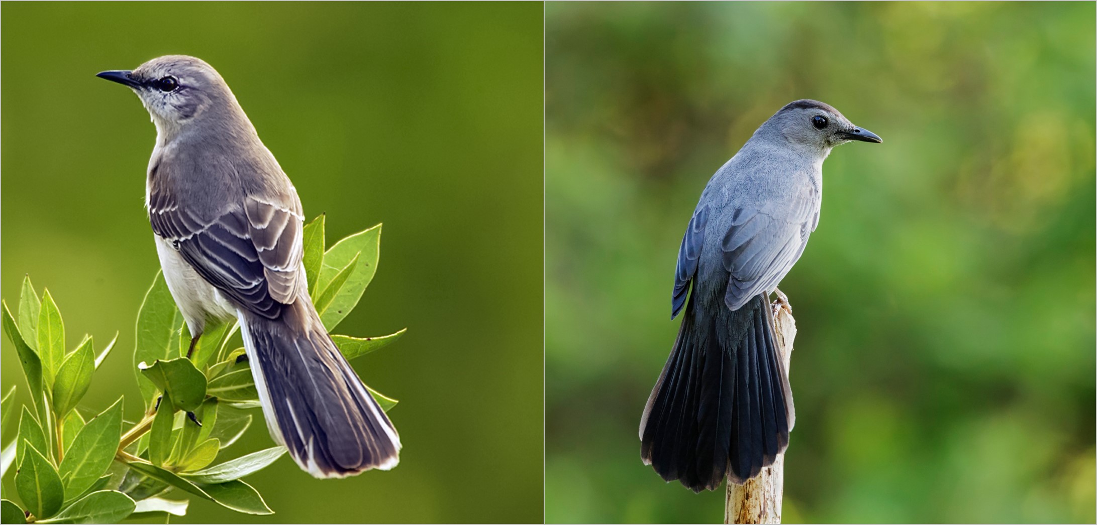 Mockingbird