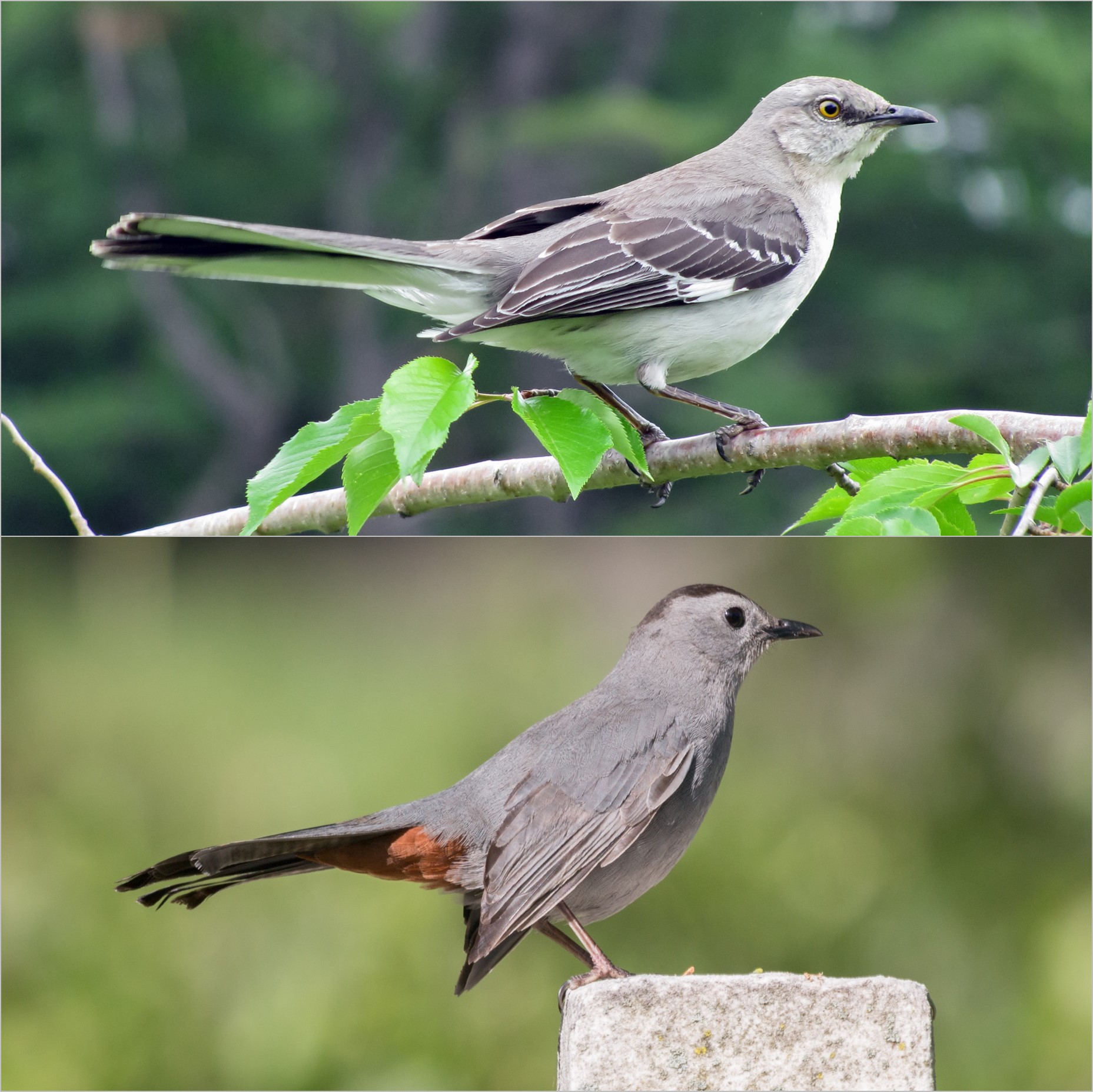 bioPGH Blog: Mockingbird or Catbird? | Phipps Conservatory and