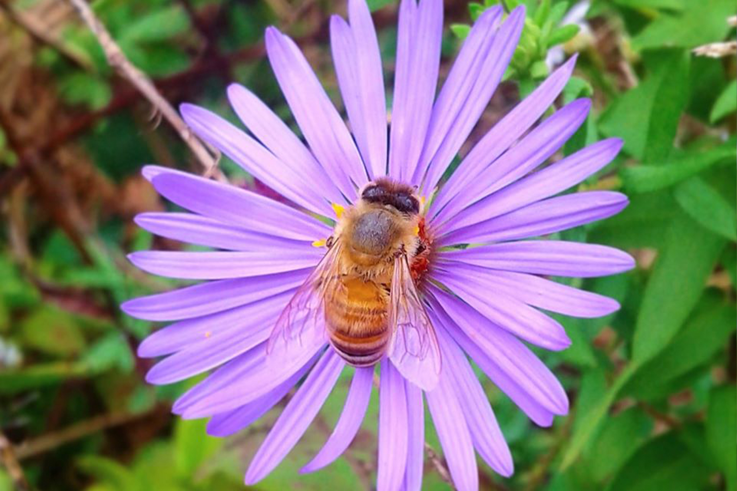 photo of New England aster