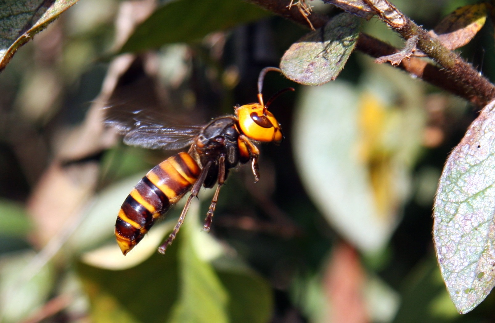 giant hornet