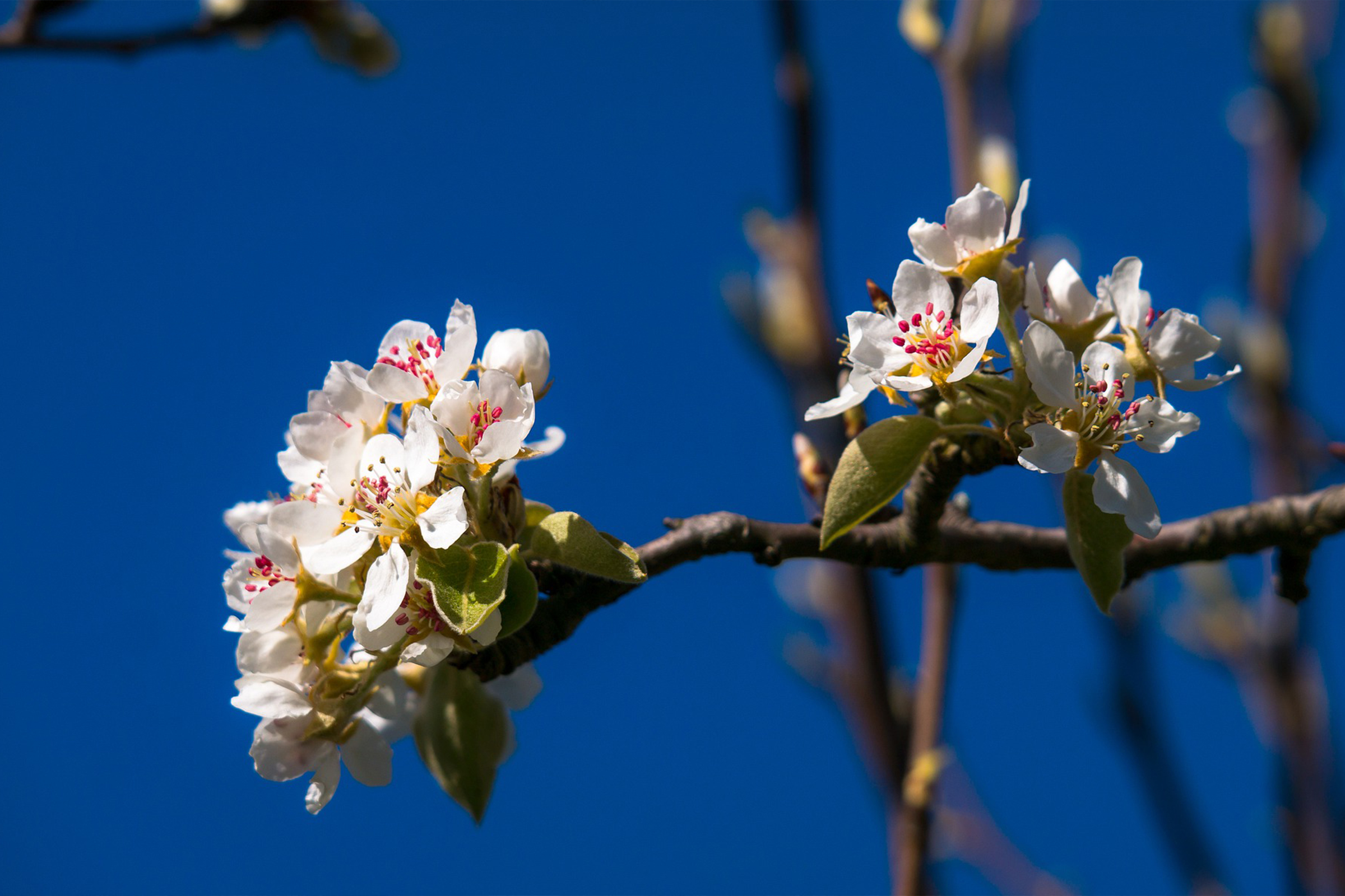 Pear Tree