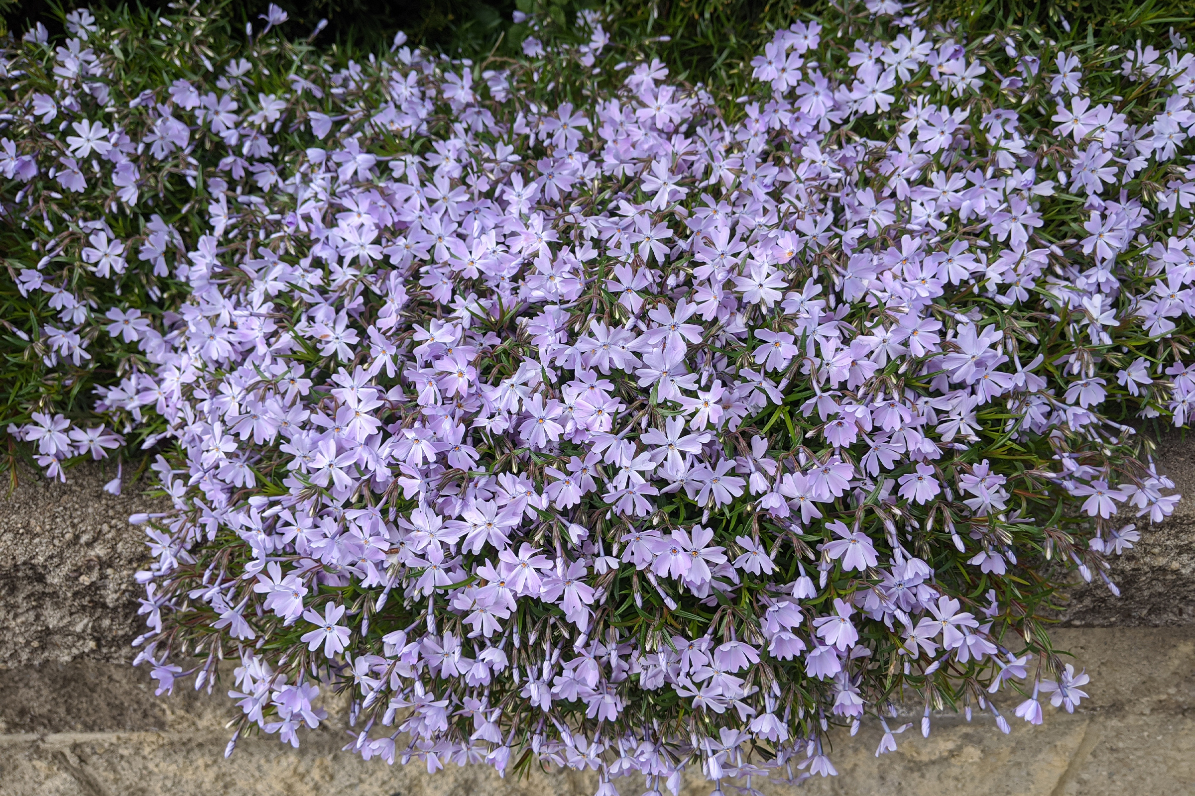 photo of phlox subulata