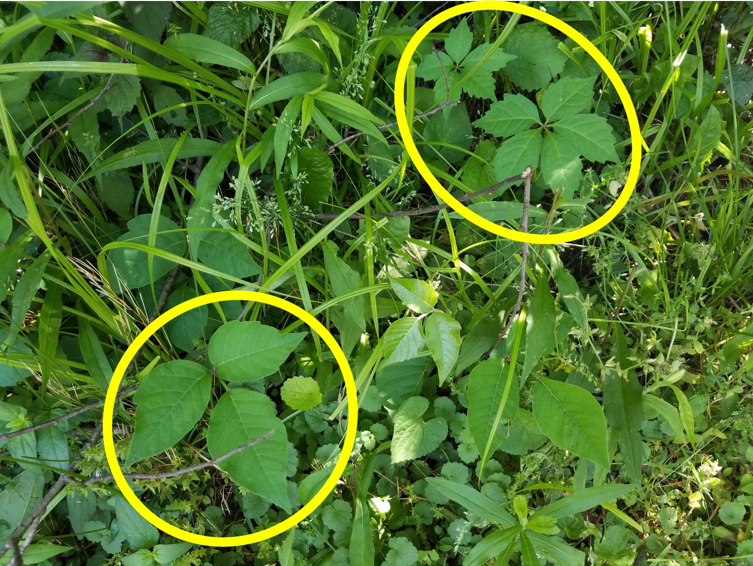 Poison Ivy vs. Virginia Creeper Mississippi State University Extension Service