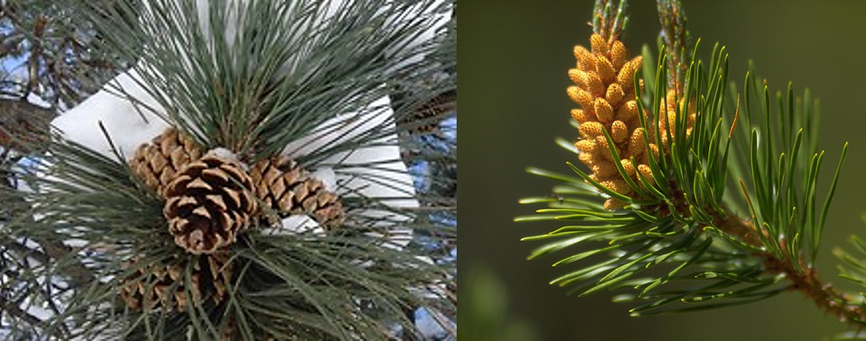 bioPGH Blog: Conifer Cones, Phipps Conservatory and Botanical Gardens