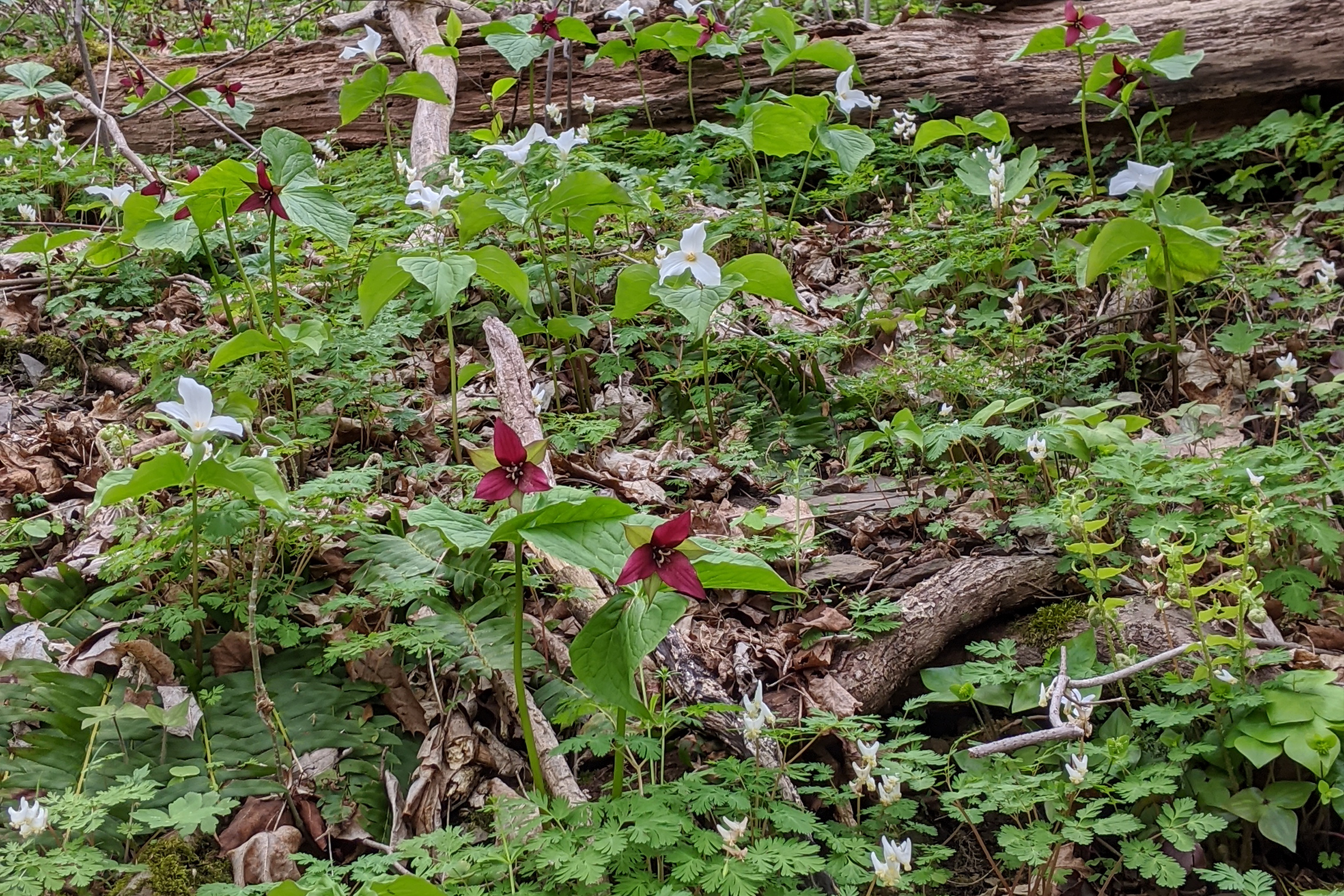 photo of red trilliums