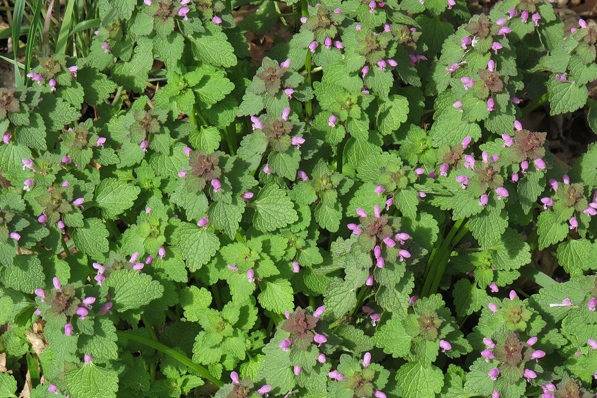 photo of red nettles