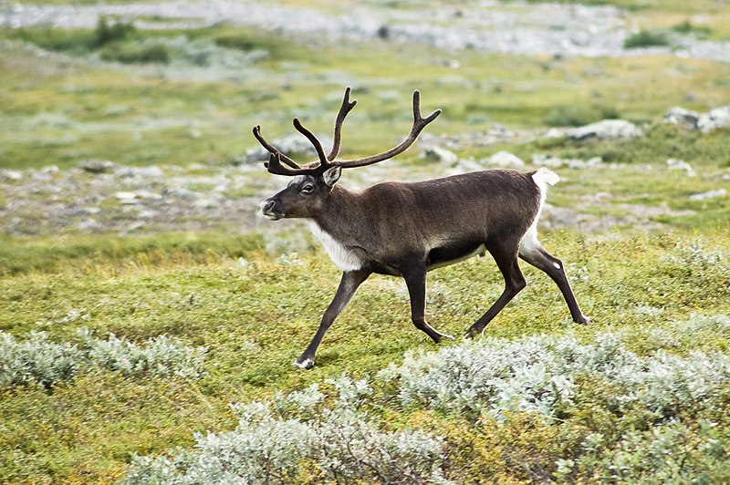 July brings peak of buck deer antler growth cycle, News