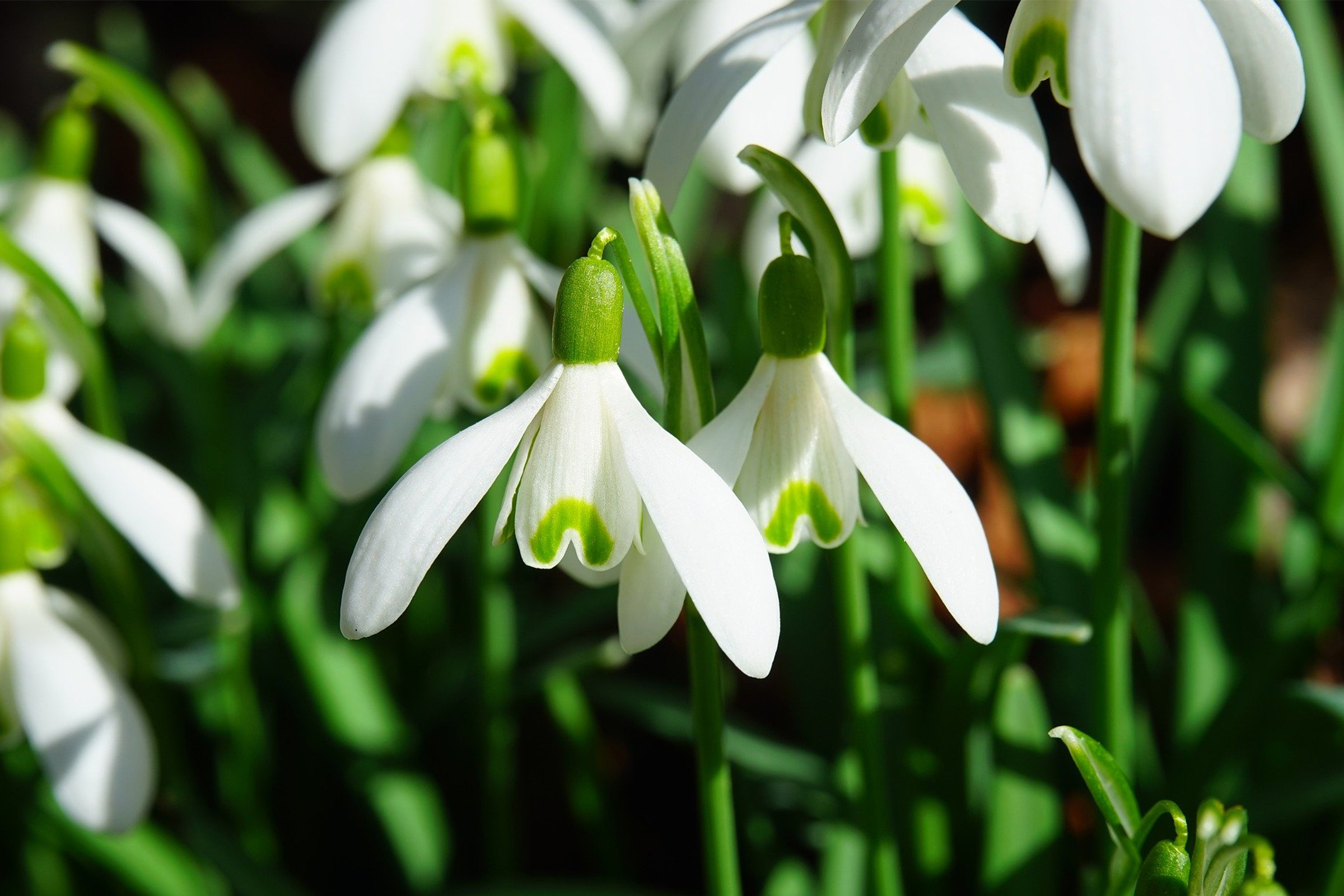 photo of snowdrop flower